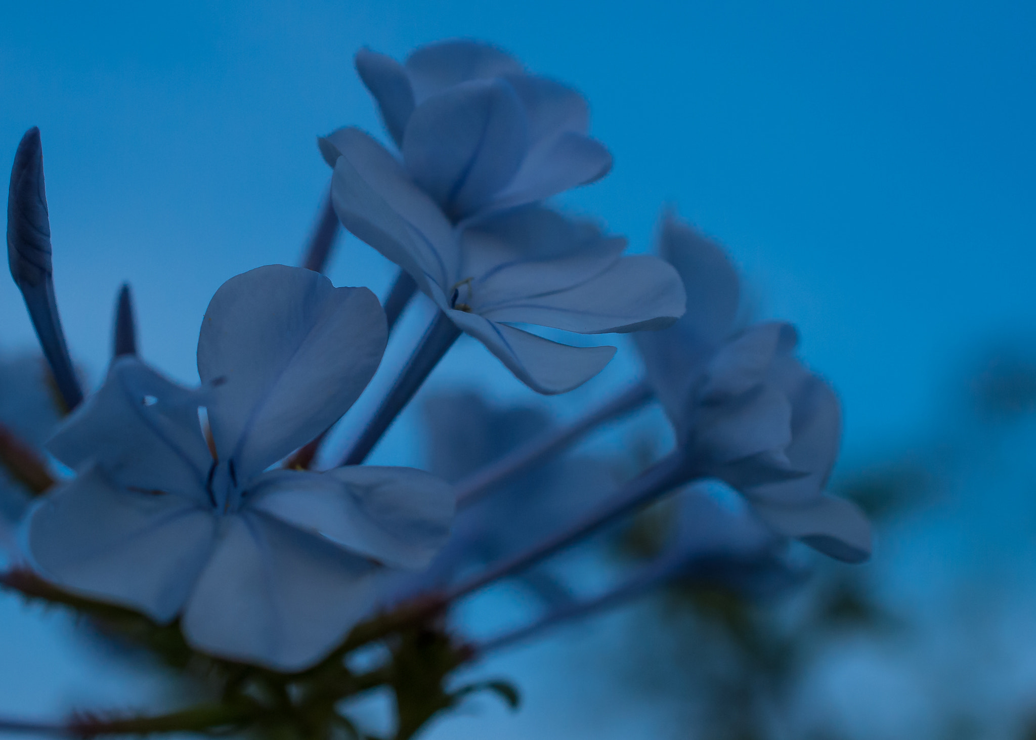 Nikon AF-S DX Micro Nikkor 40mm F2.8 sample photo. Tender blue photography