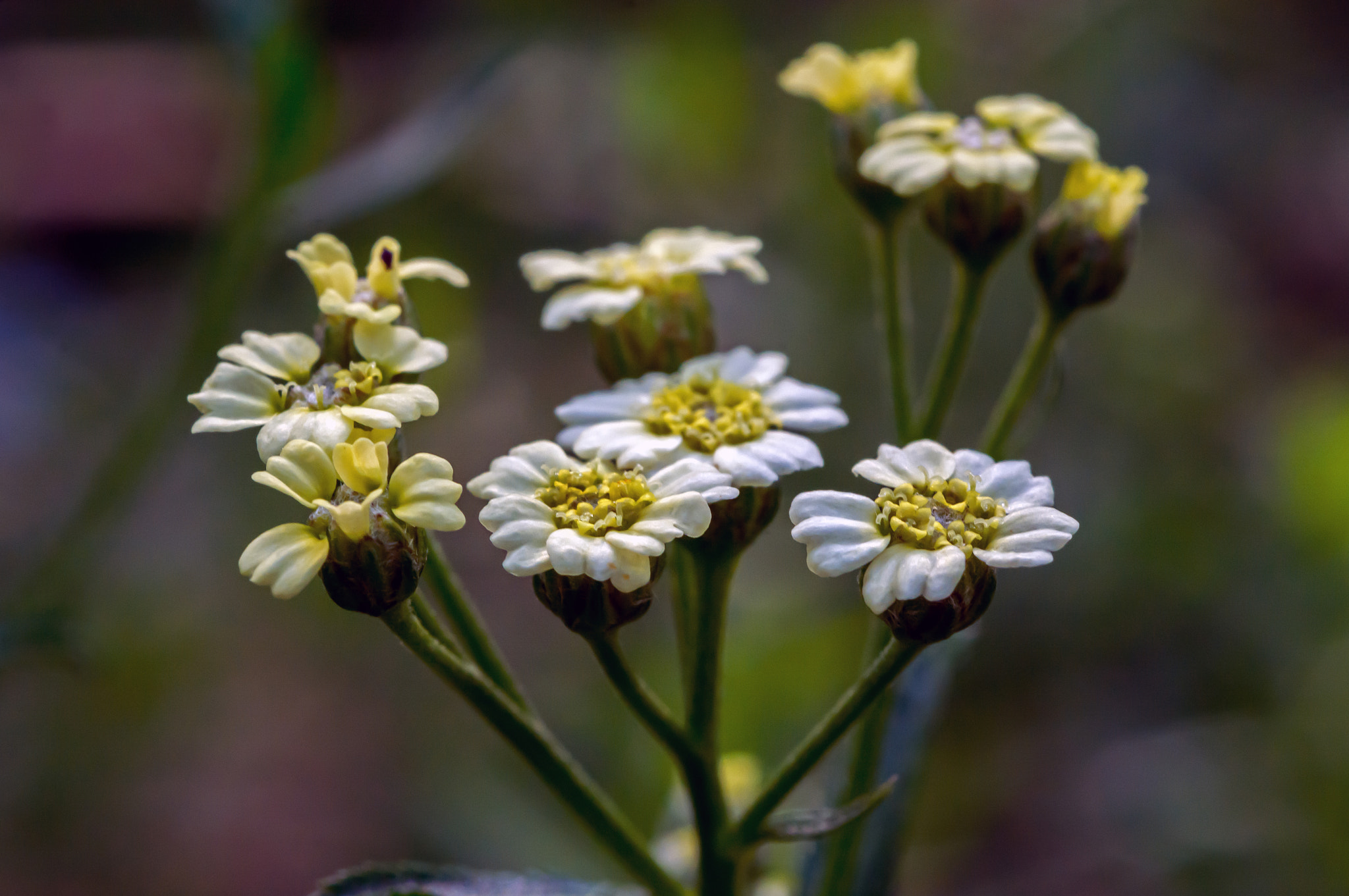 Nikon D7100 + AF Micro-Nikkor 60mm f/2.8 sample photo. A herb to ease a wound! photography