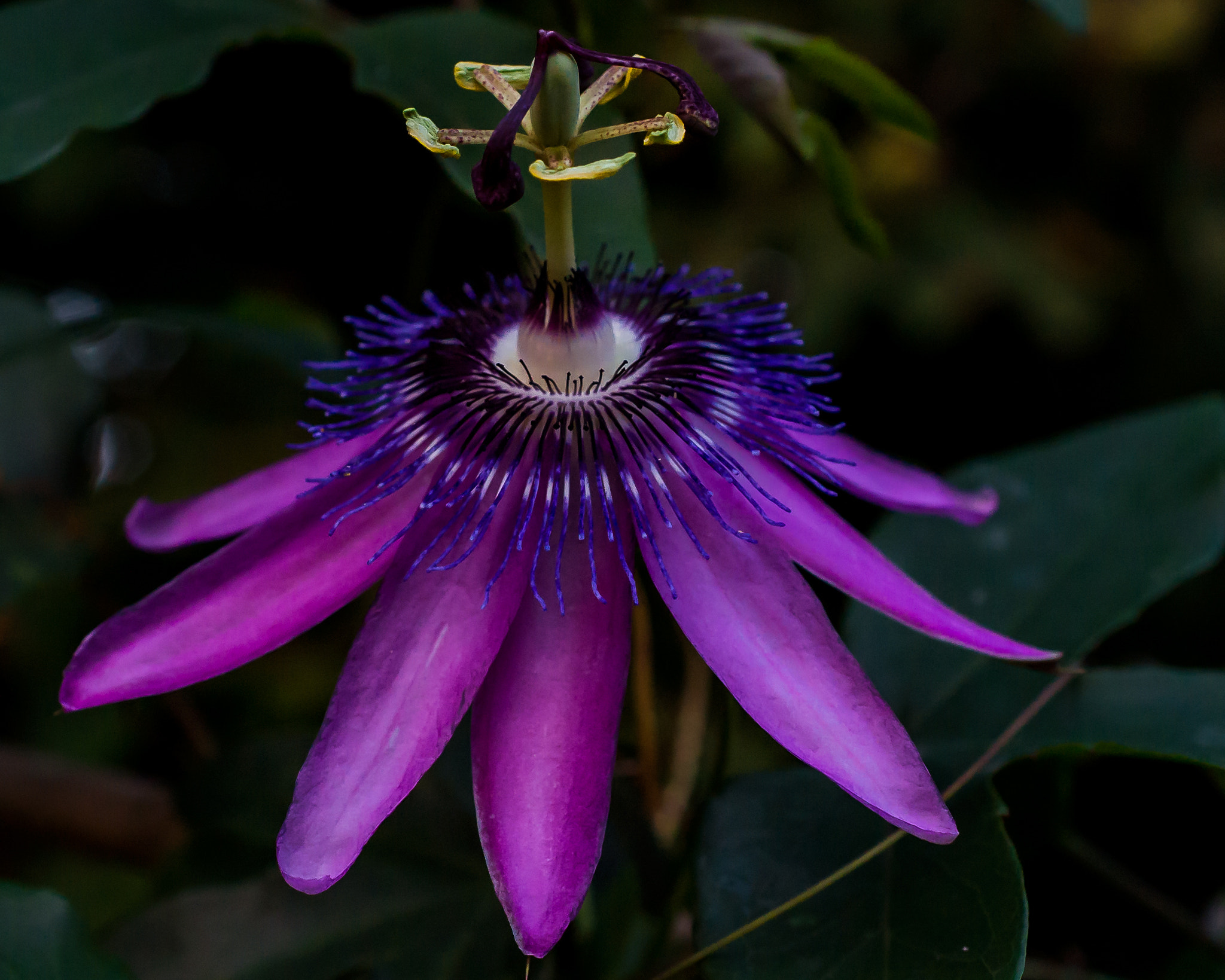 Nikon AF-S DX Micro Nikkor 40mm F2.8 sample photo. Purple crown photography