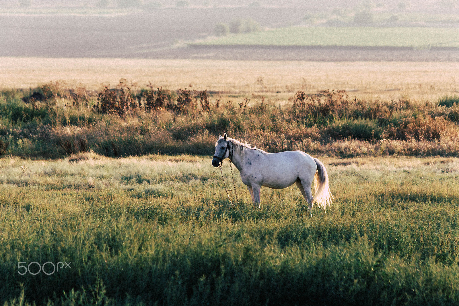 Canon EOS 6D + Canon EF 75-300mm F4.0-5.6 IS USM sample photo. Lonely white horse photography