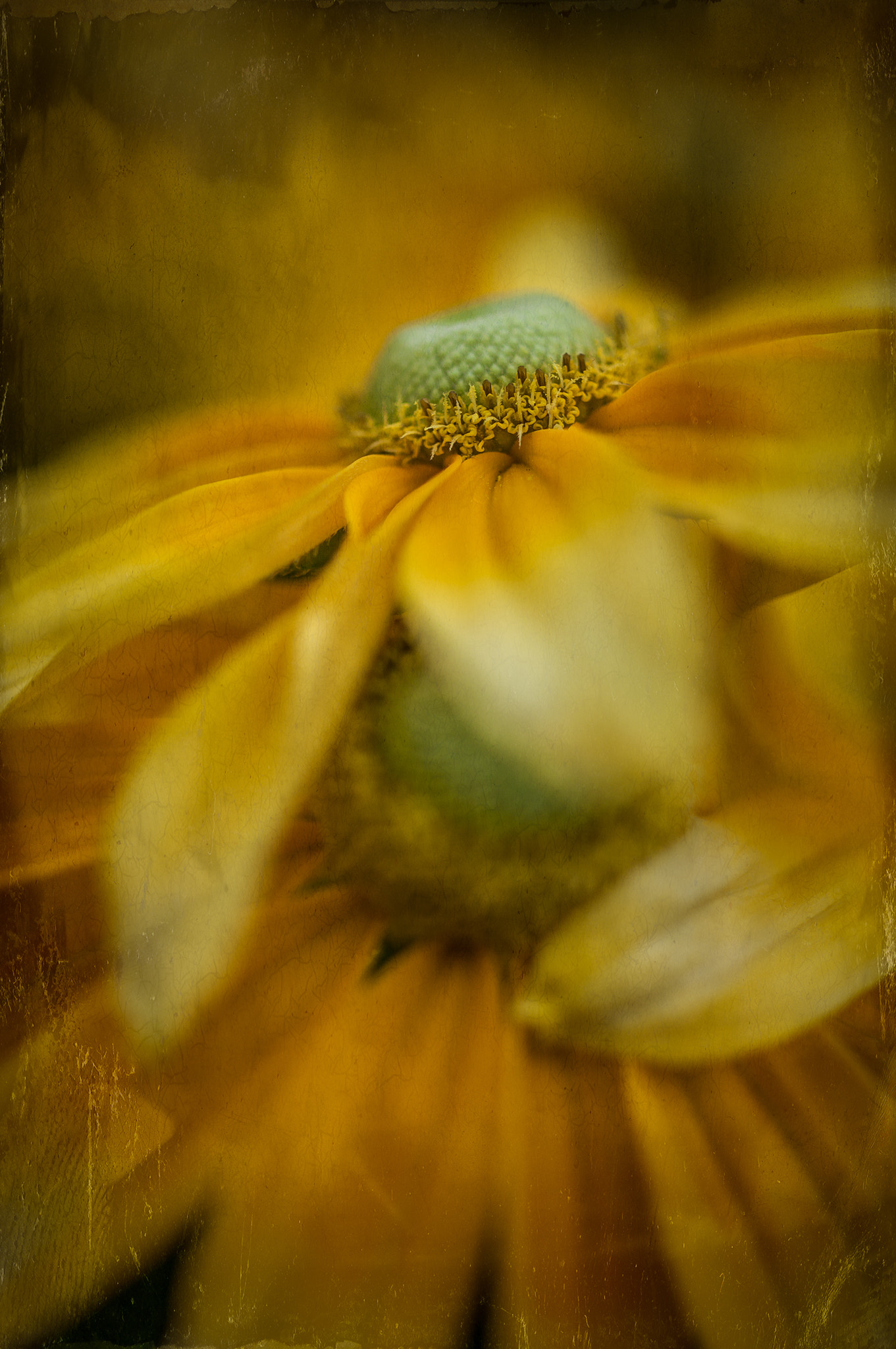 ZEISS Makro-Planar T* 50mm F2 sample photo. Summer's end photography