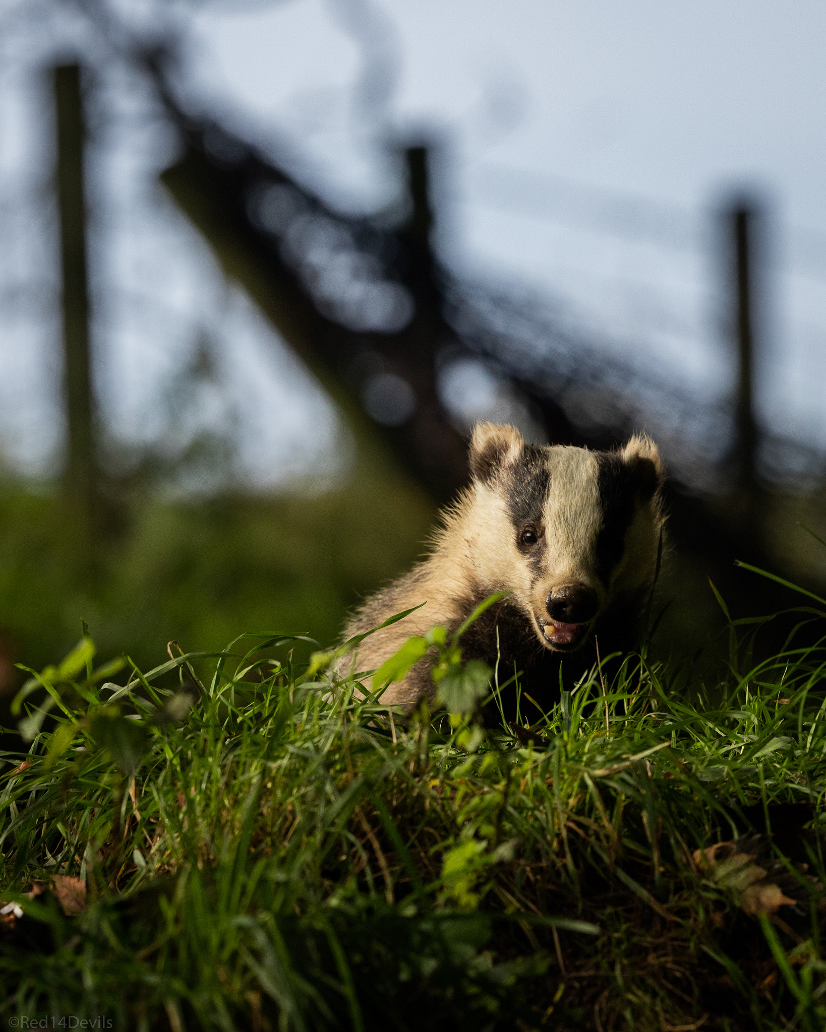 Canon EOS 5DS + Canon EF 200-400mm F4L IS USM Extender 1.4x sample photo. Badger smile photography