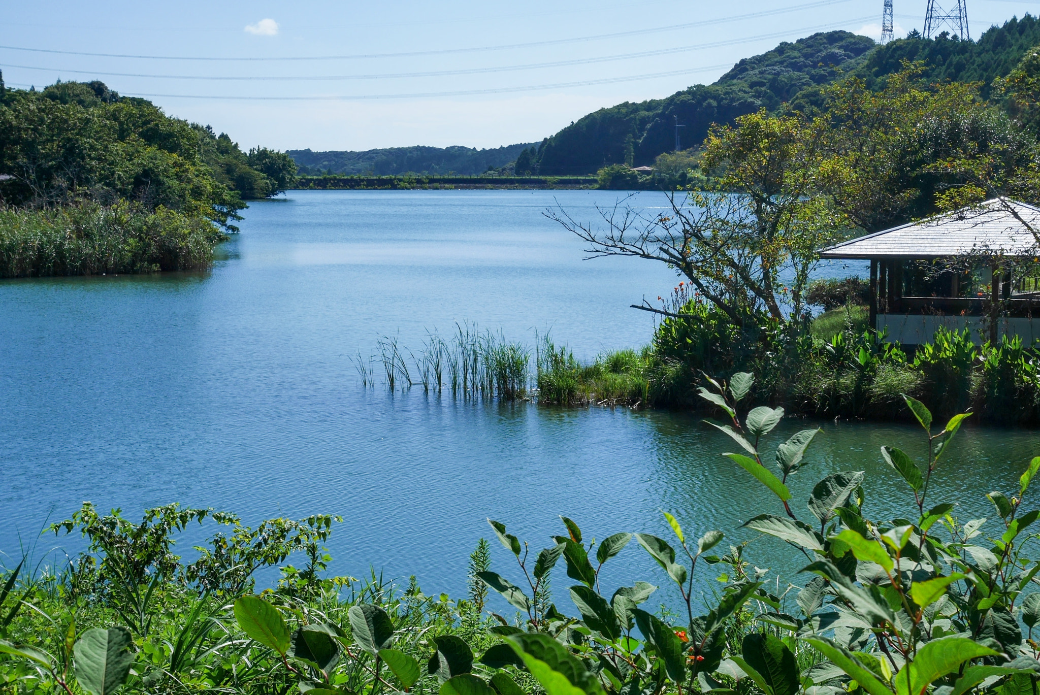 Panasonic Lumix DMC-GM5 sample photo. Pond photography