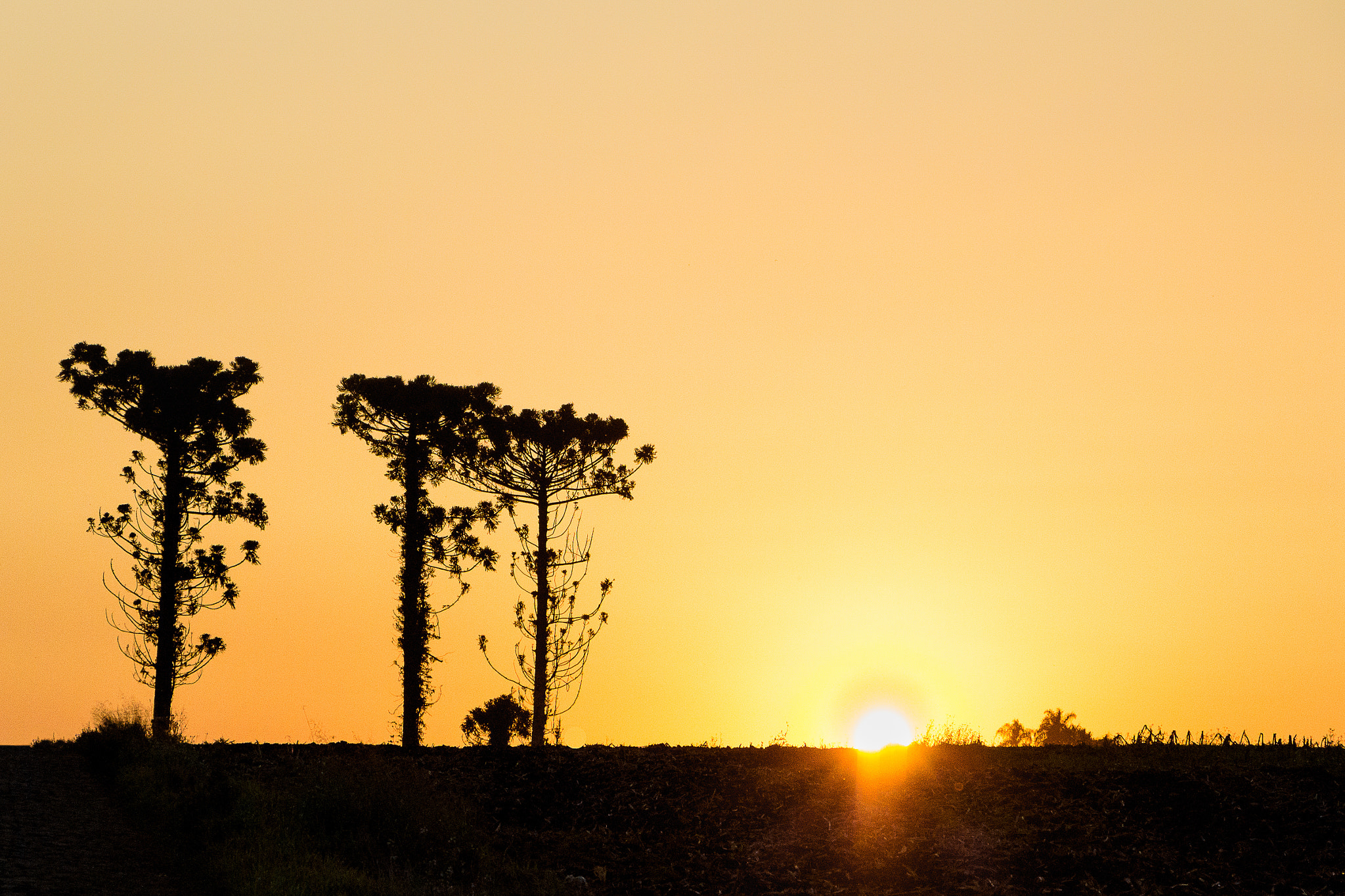 Canon EOS 700D (EOS Rebel T5i / EOS Kiss X7i) sample photo. Pines on sundown photography