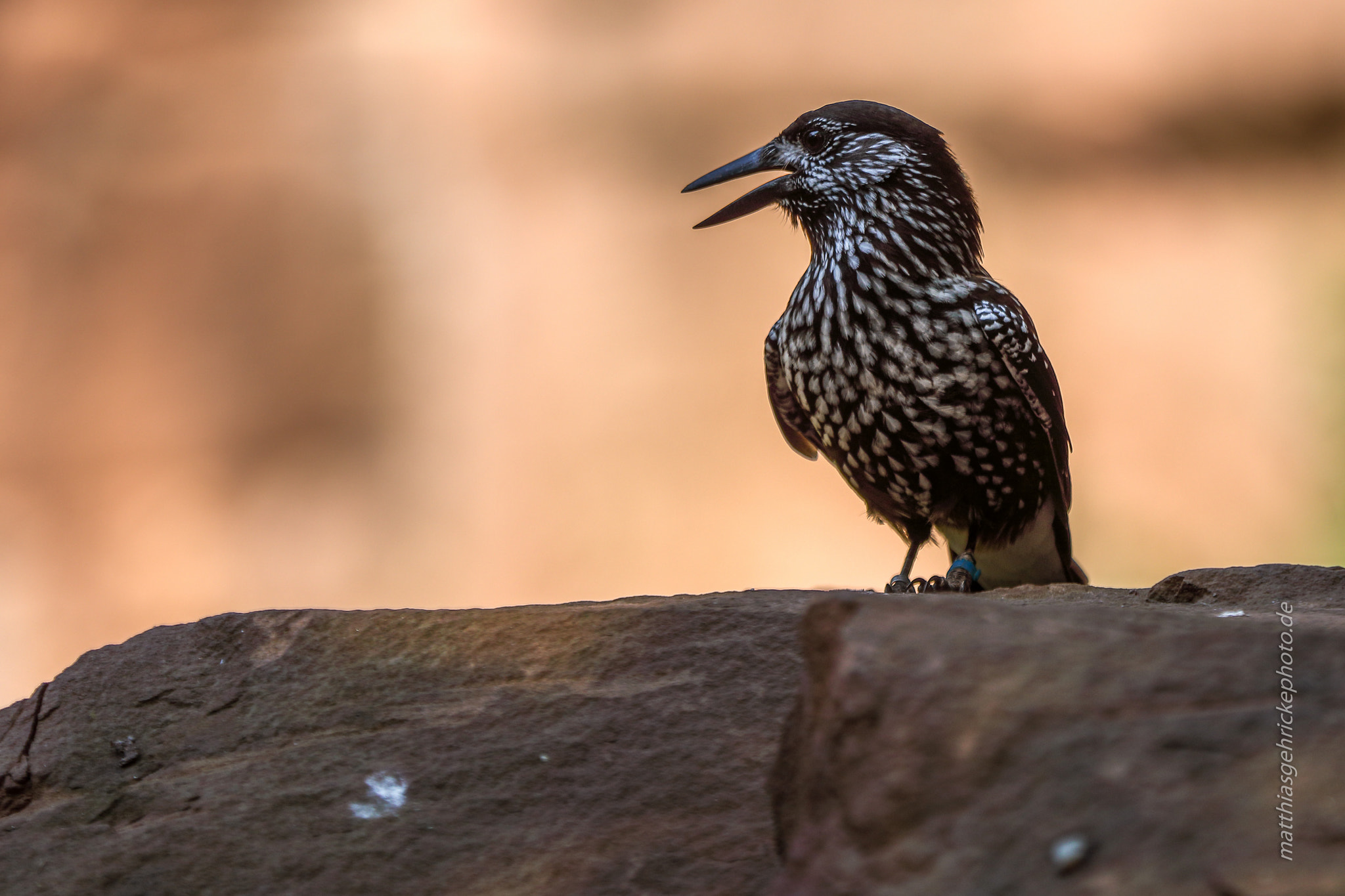 Canon EF 70-200mm F2.8L IS II USM sample photo. Tannenhäher (engl: spotted nutcracker) wissenschaftl. name nucifraga caryocatactesordnung... photography