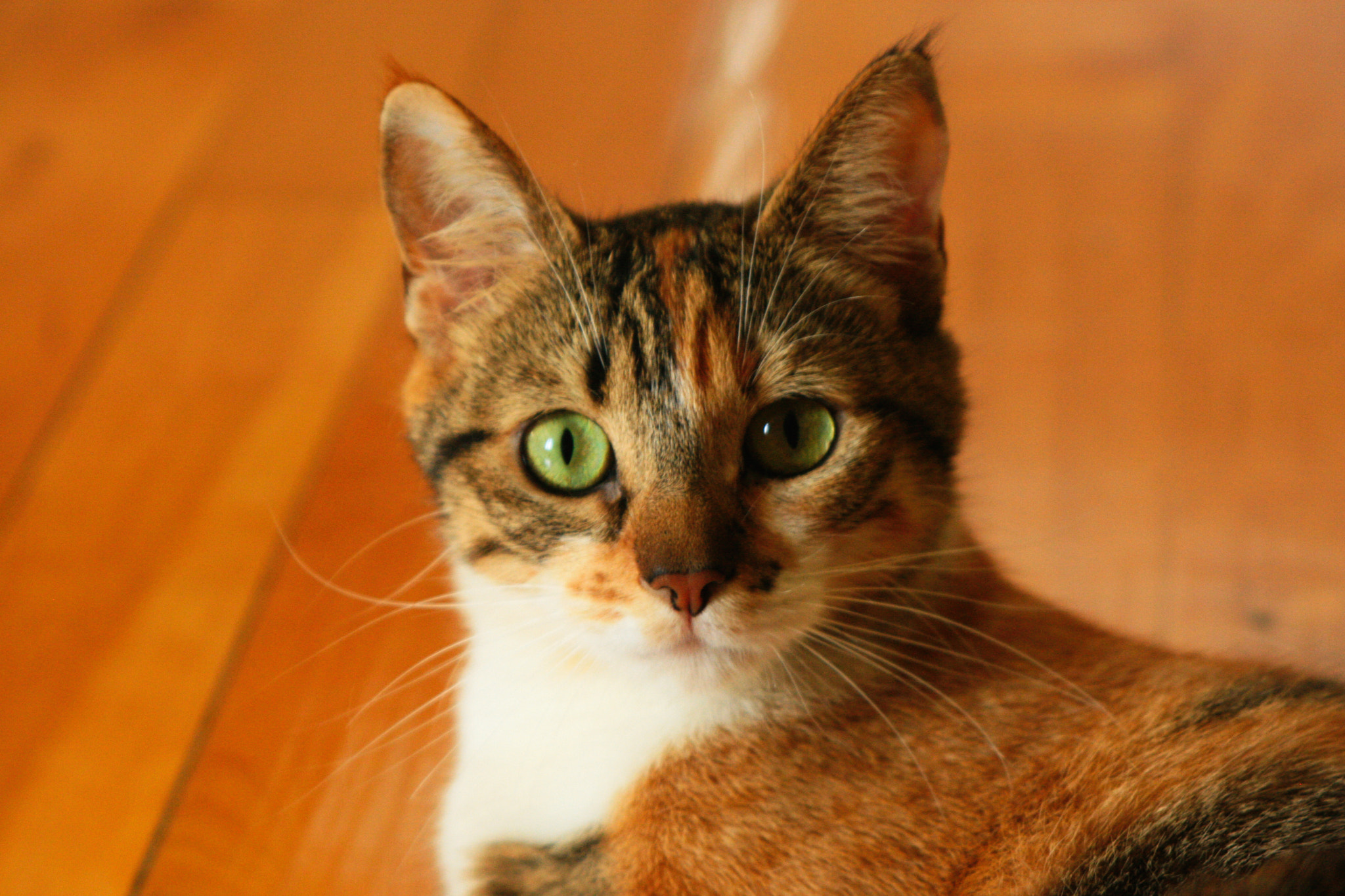 Canon EF 28-105mm f/3.5-4.5 USM sample photo. Chuni ♥ photography