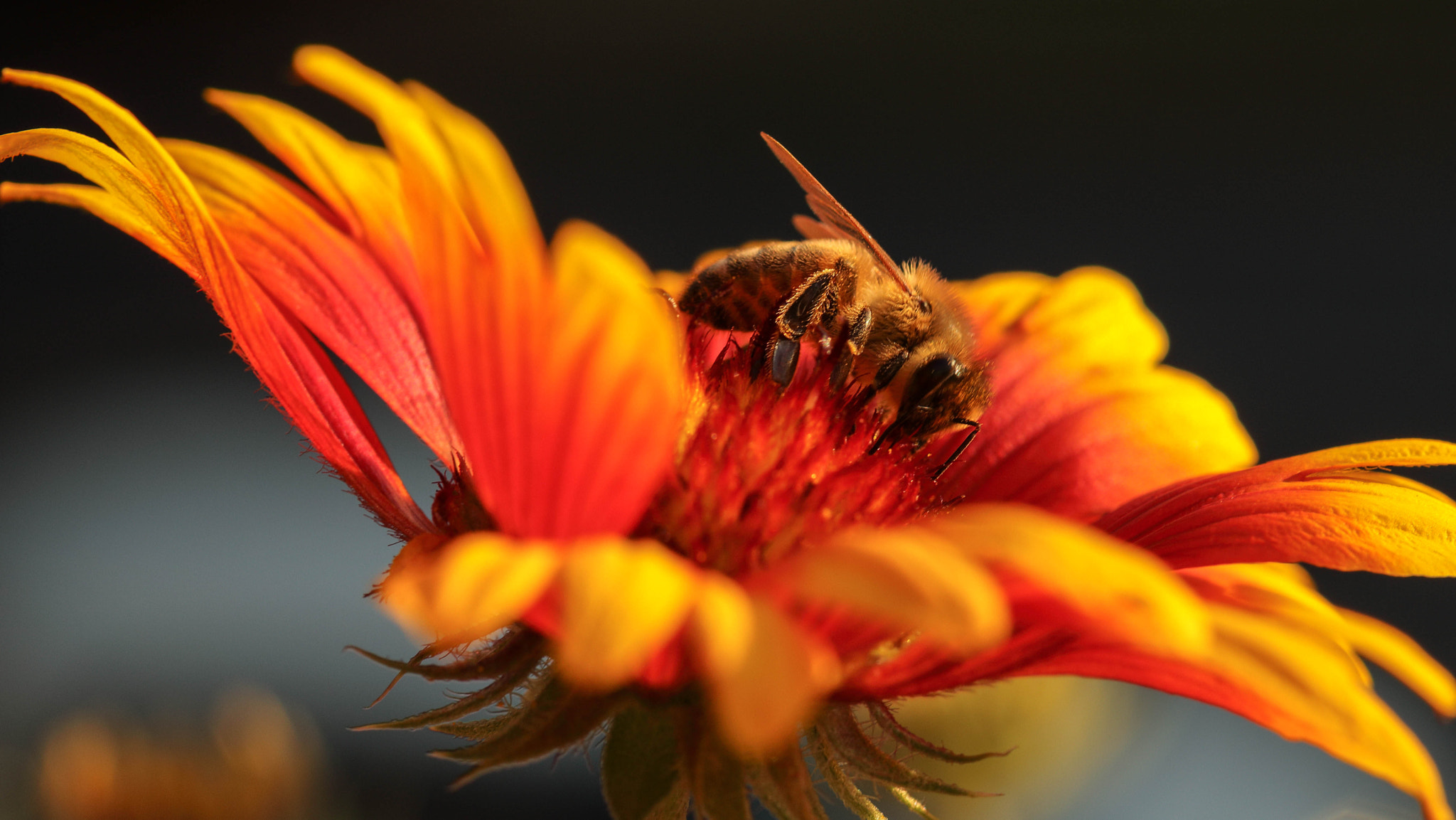 Canon EOS 5D Mark IV + Canon EF 100mm F2.8 Macro USM sample photo. Bee on gaillardia photography