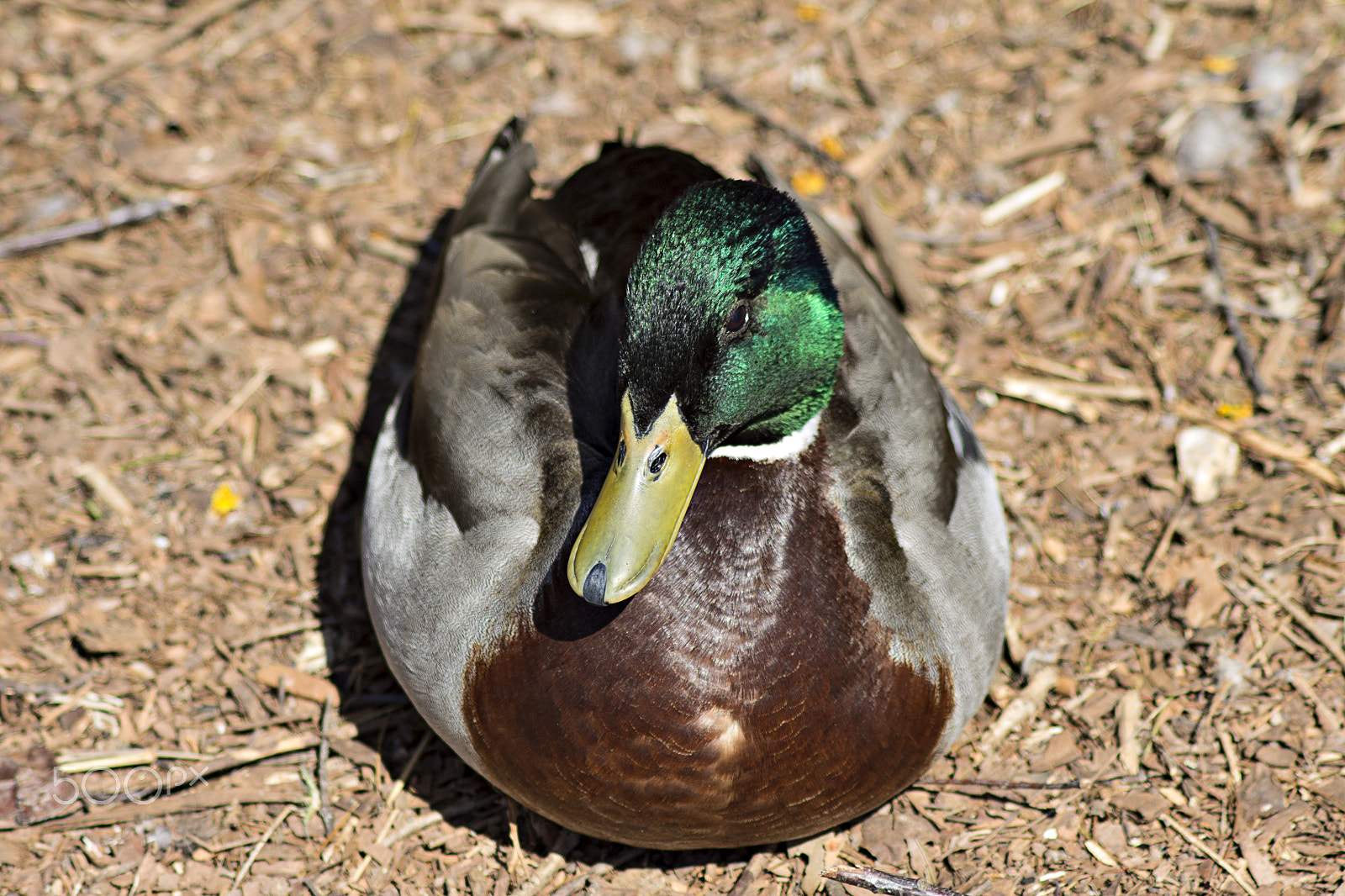 Canon EOS 1100D (EOS Rebel T3 / EOS Kiss X50) sample photo. Quack quack photography