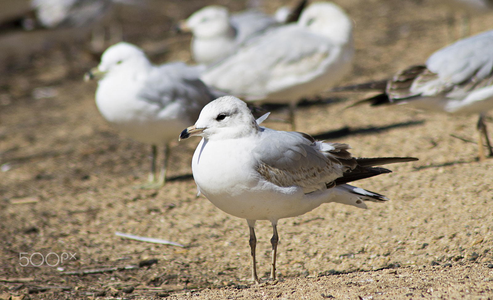 Canon EOS 1100D (EOS Rebel T3 / EOS Kiss X50) sample photo. Seagull photography