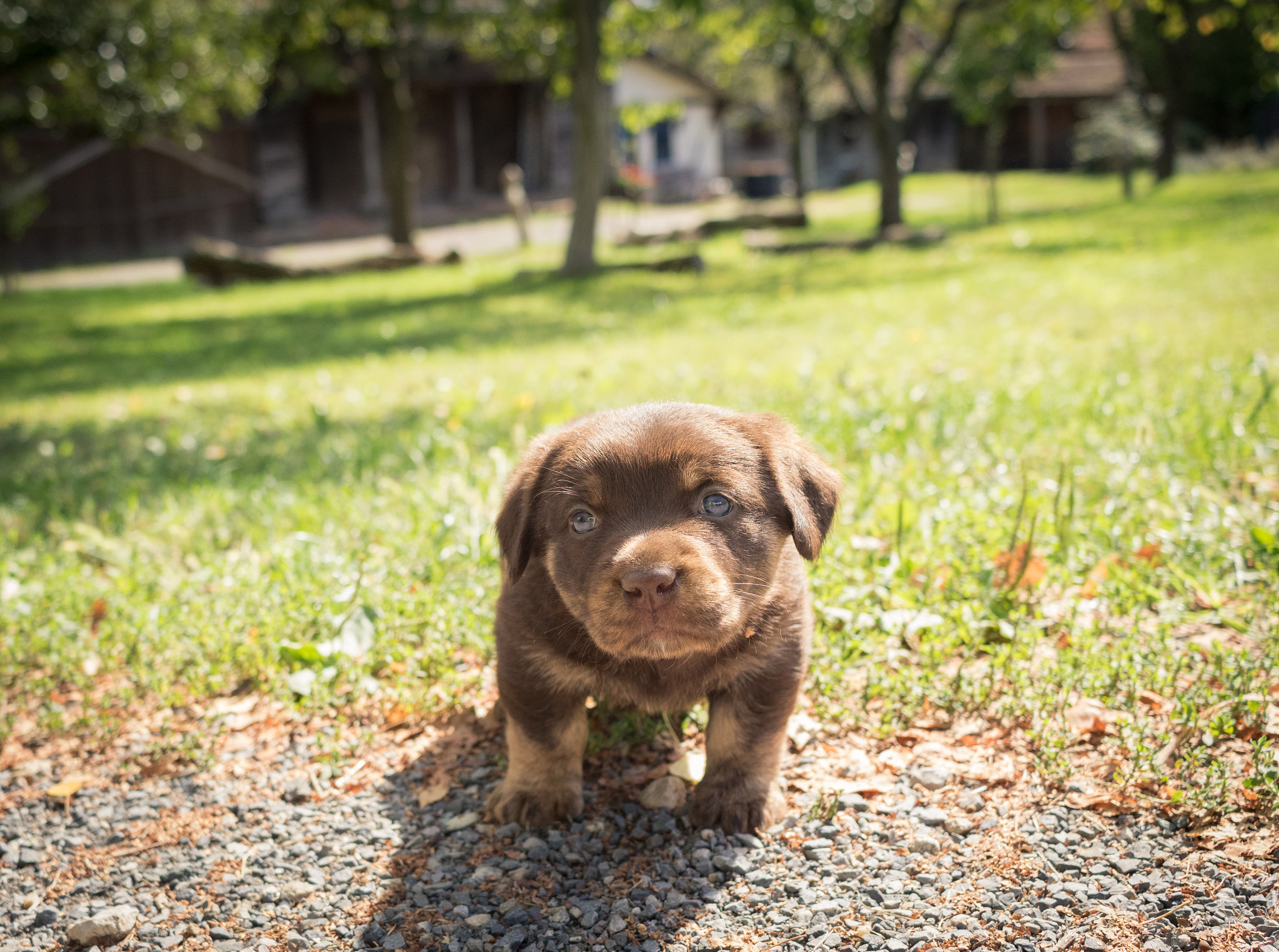 Canon EF-S 24mm F2.8 STM sample photo. Puppy face photography