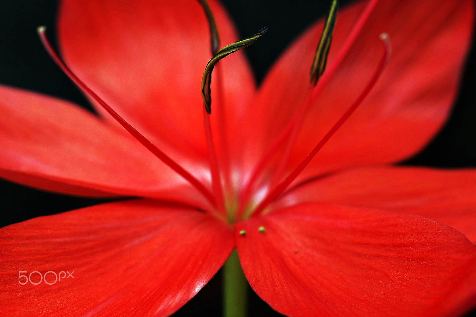 Pentax K-3 sample photo. Red on black photography