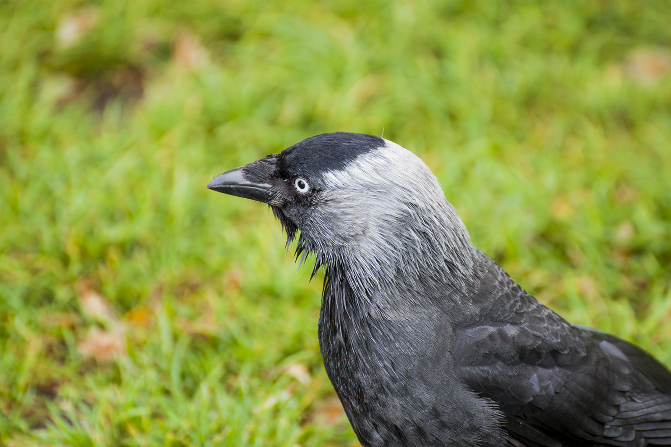 Tamron SP 35mm F1.8 Di VC USD sample photo. Hawk eye photography