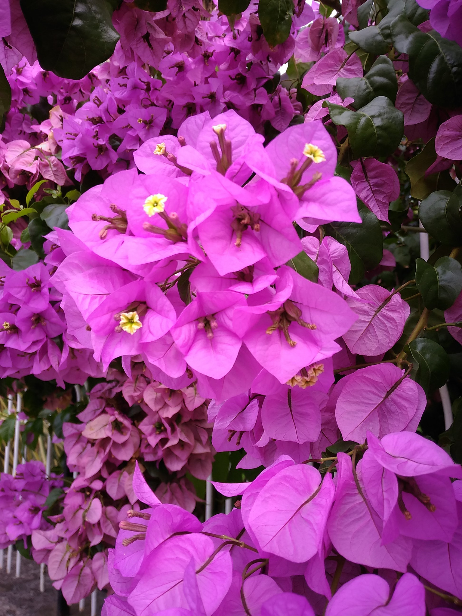 ASUS ZenFone Max (ZC550KL) sample photo