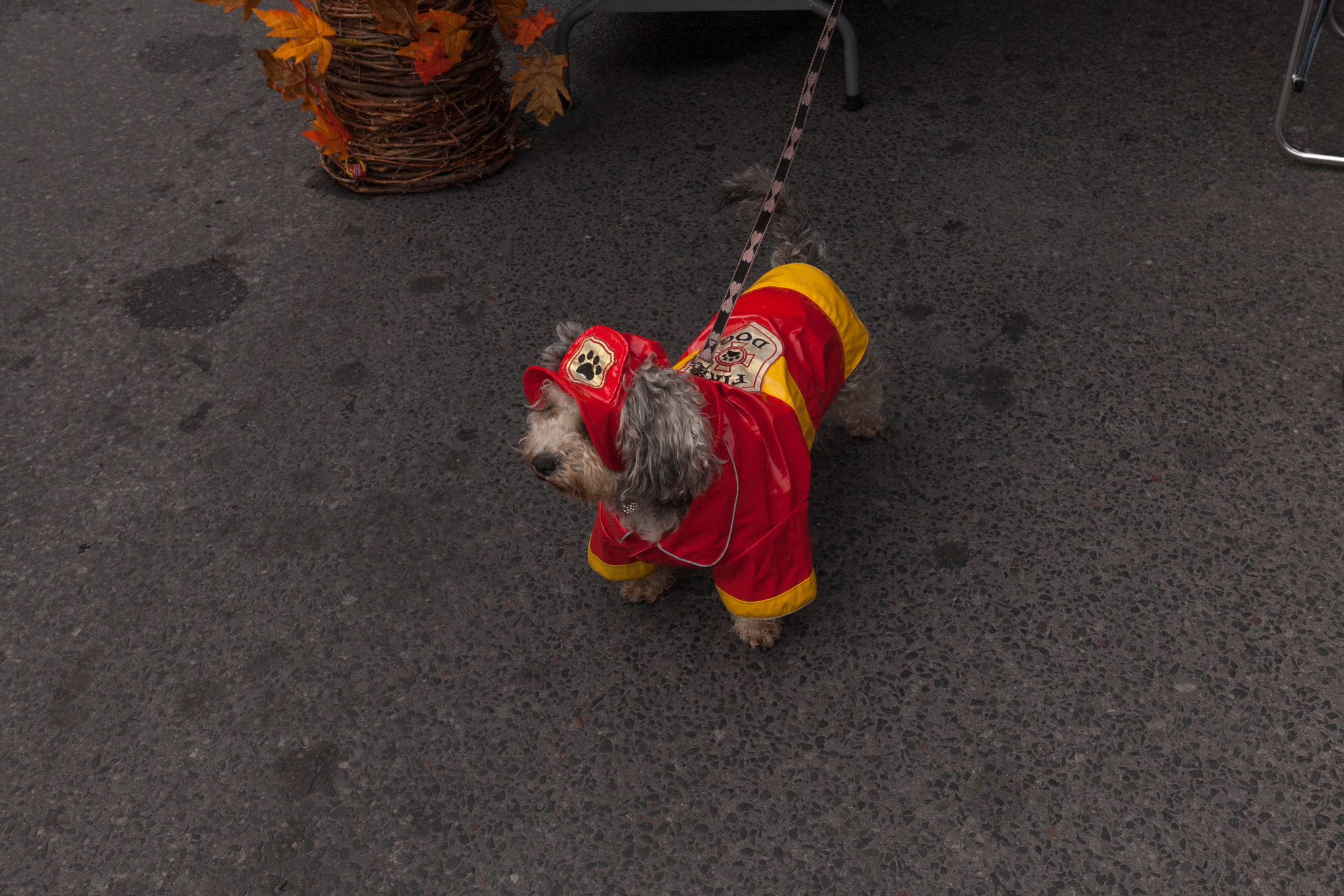 Canon EF 16-35mm F4L IS USM sample photo. Fire dog photography
