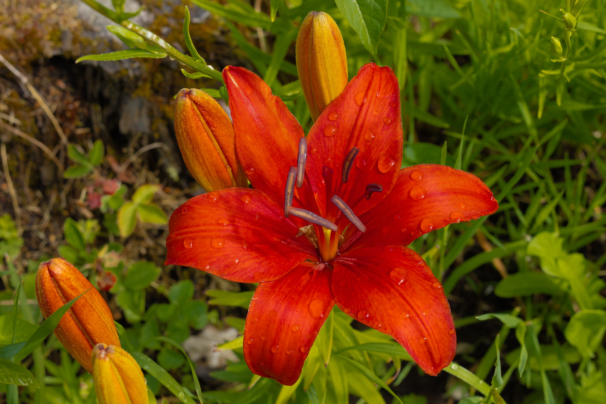 Sigma 50mm F1.4 EX DG HSM sample photo. Red lily photography