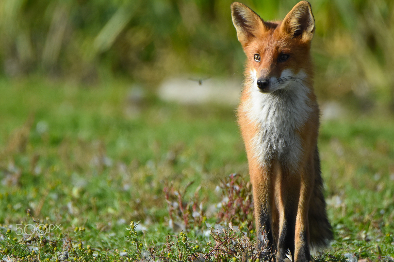 Nikon D7200 sample photo. A red fox observing a dragonfly photography