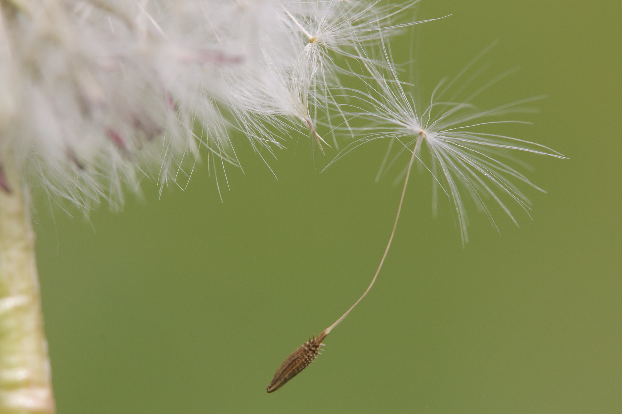 Tamron SP AF 180mm F3.5 Di LD (IF) Macro sample photo. Leaving home photography