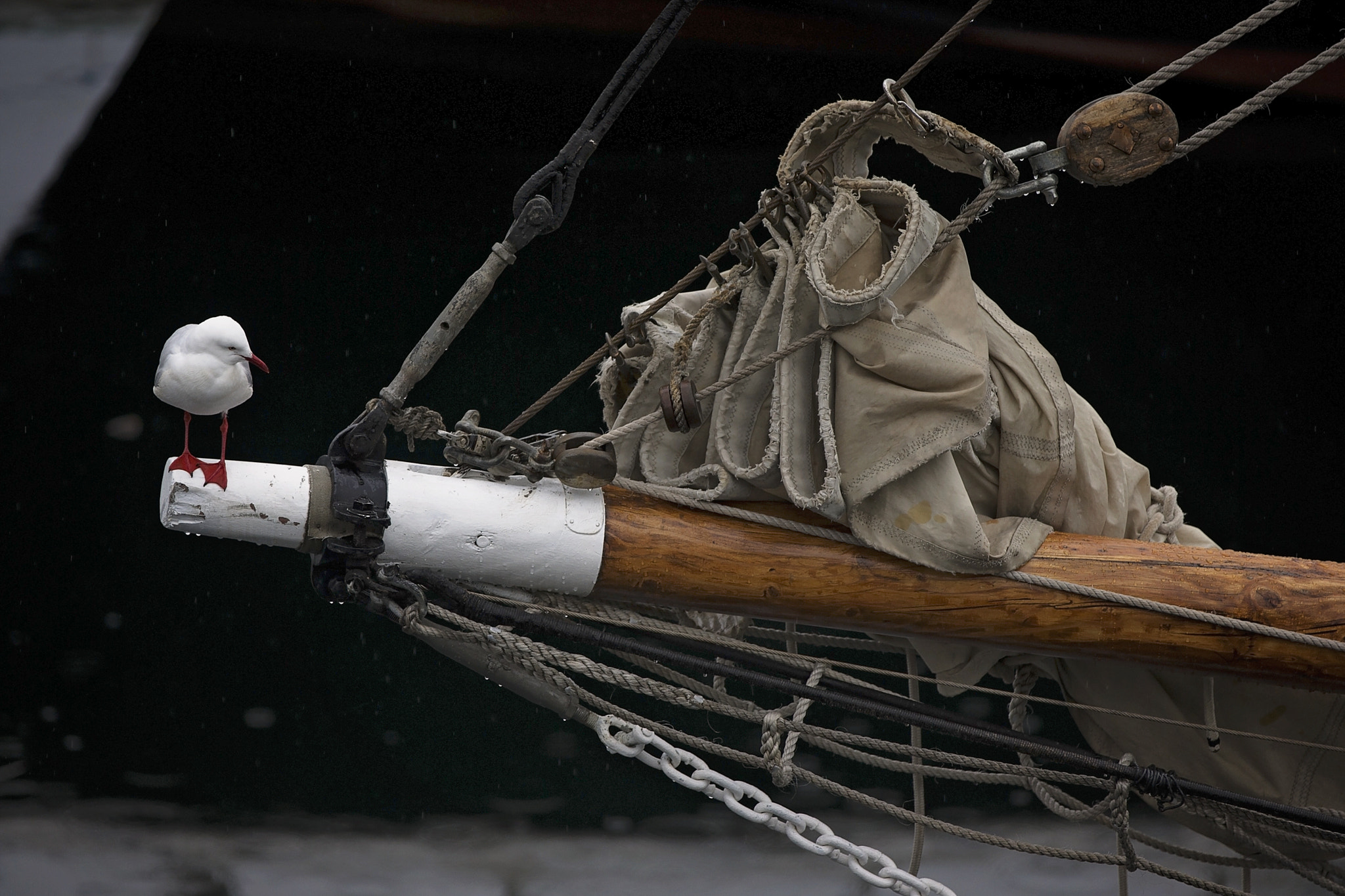 Canon EOS-1D C + Canon EF 70-200mm F2.8L IS II USM sample photo. Seagul in hobart photography