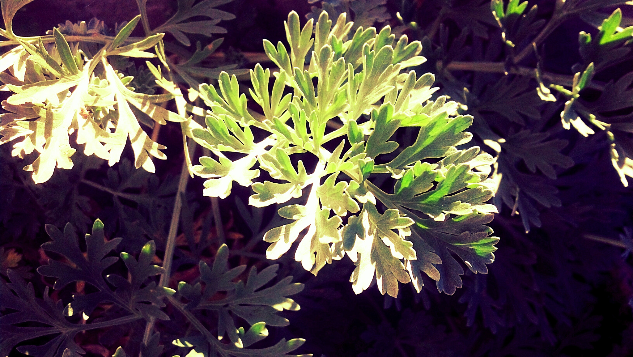 Motorola DROID RAZR sample photo