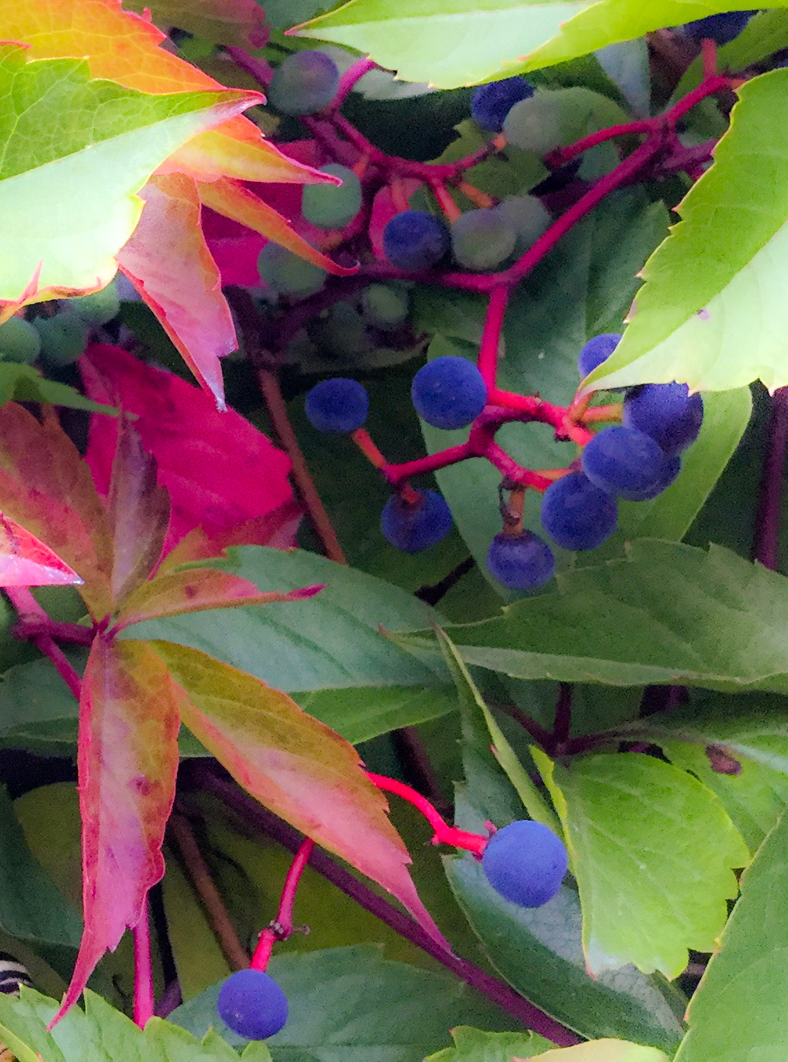 iPad Air 2 back camera 3.3mm f/2.4 sample photo. 'colours of fall' photography