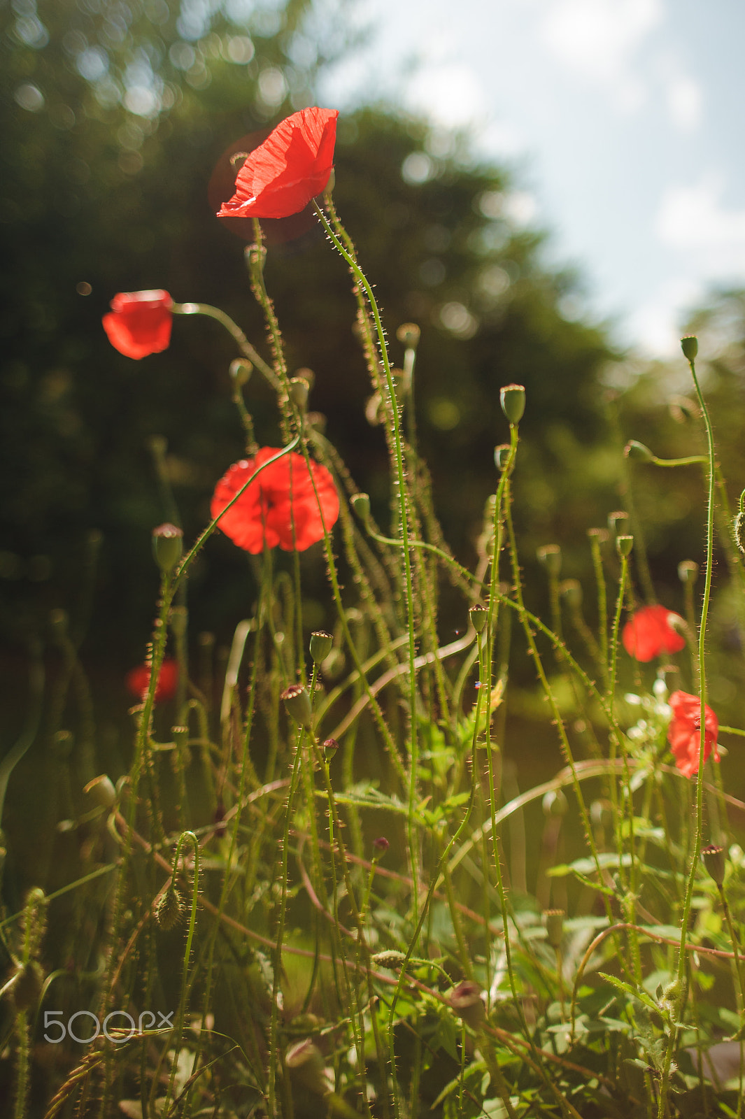 Nikon D700 sample photo. Poppies in the garden photography