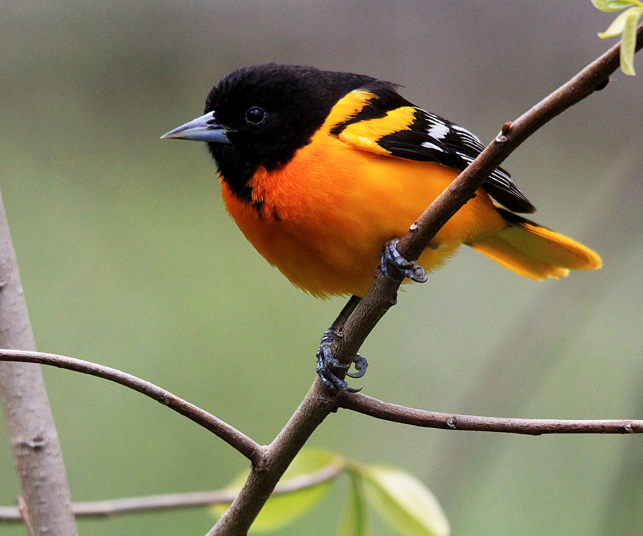 Sigma 150-500mm F5-6.3 DG OS HSM sample photo. Baltimore oriole photography