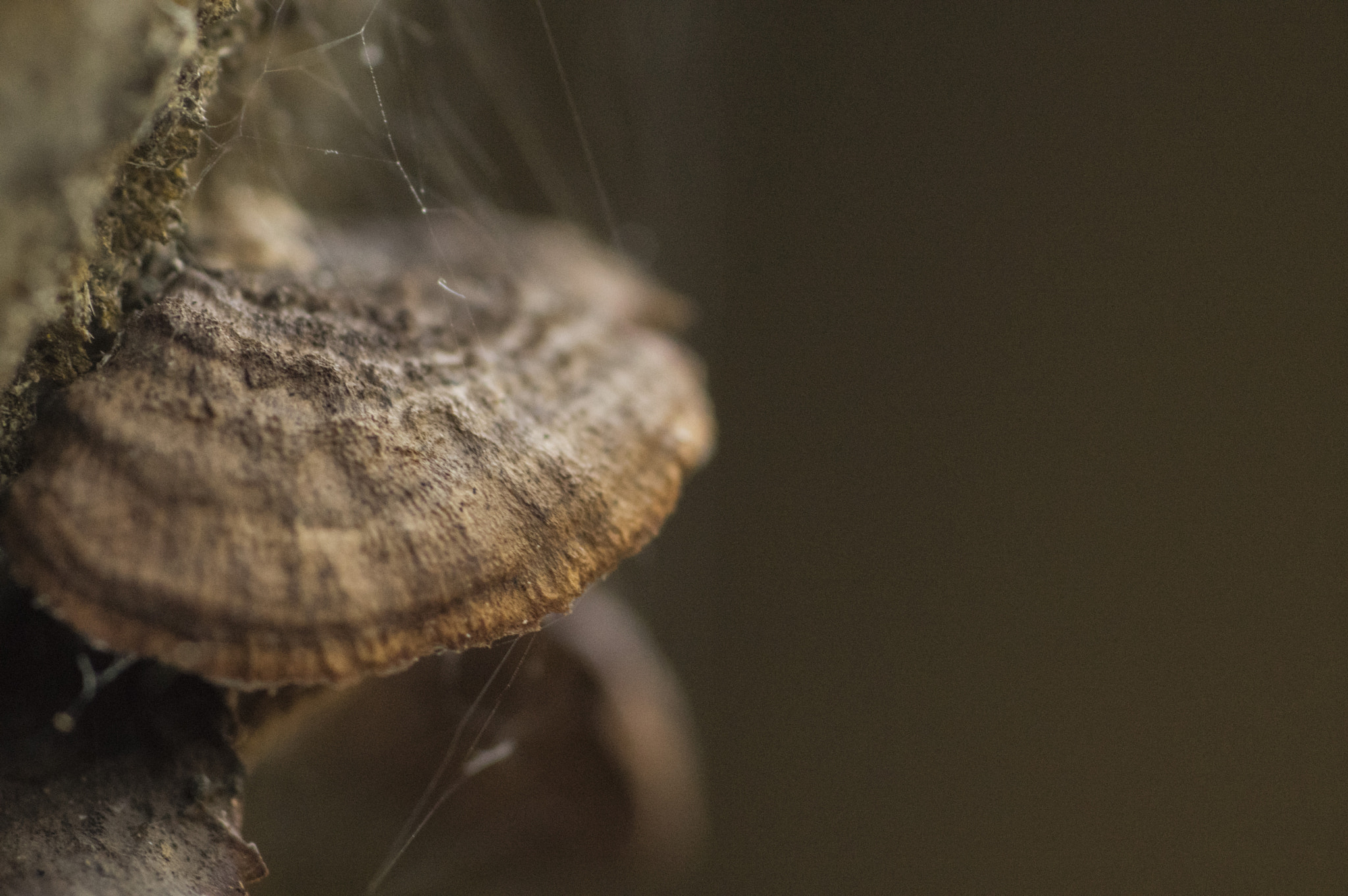 Pentax K-3 sample photo. Brown fungus growing in the void photography