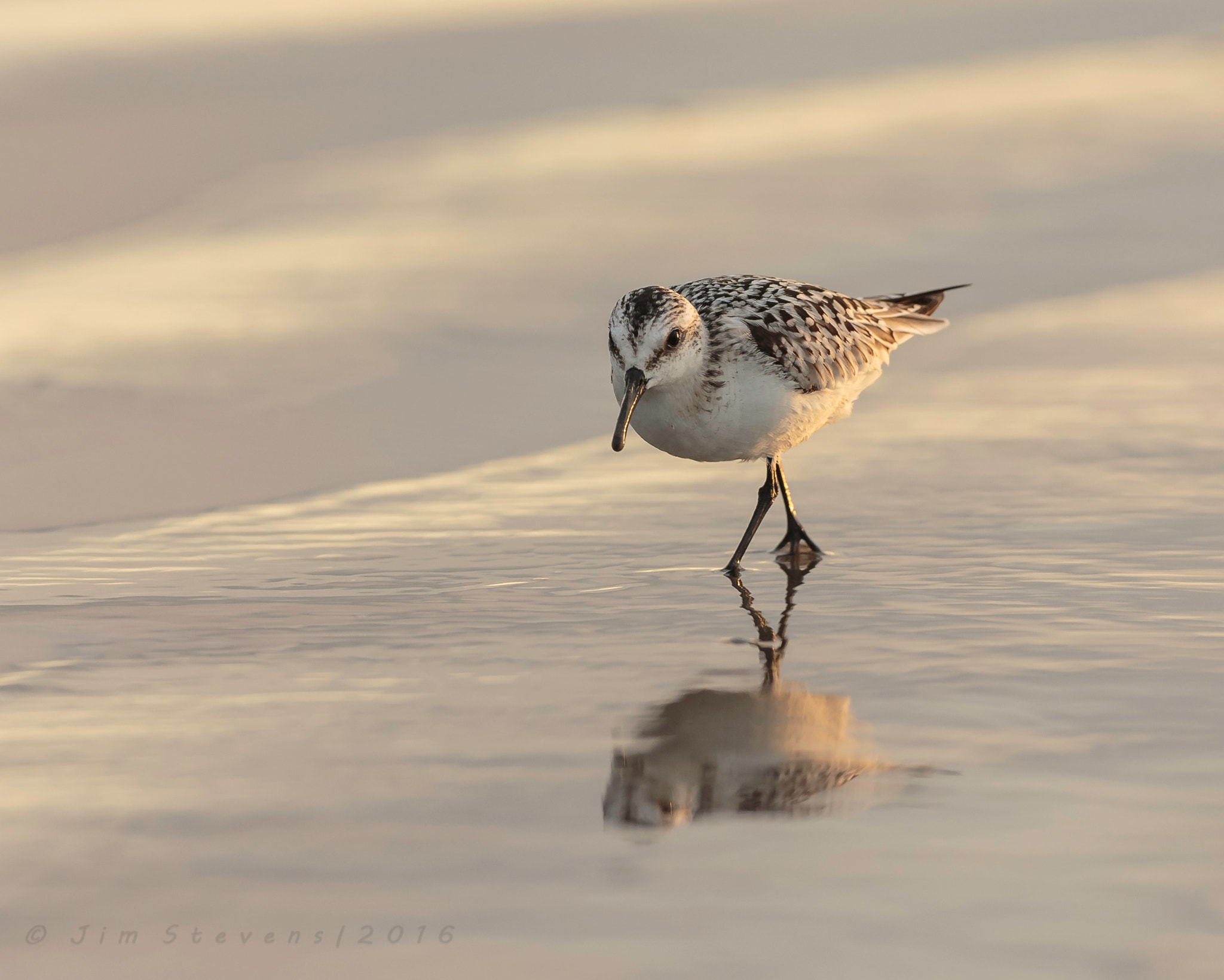 Canon EF 600mm f/4L IS sample photo. Shorebird photography