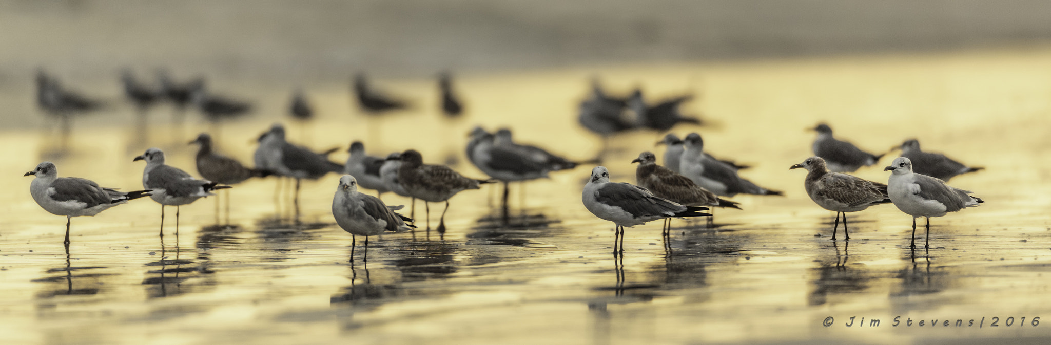 Canon EOS-1D X + Canon EF 600mm f/4L IS sample photo. Golden seagulls facing east photography