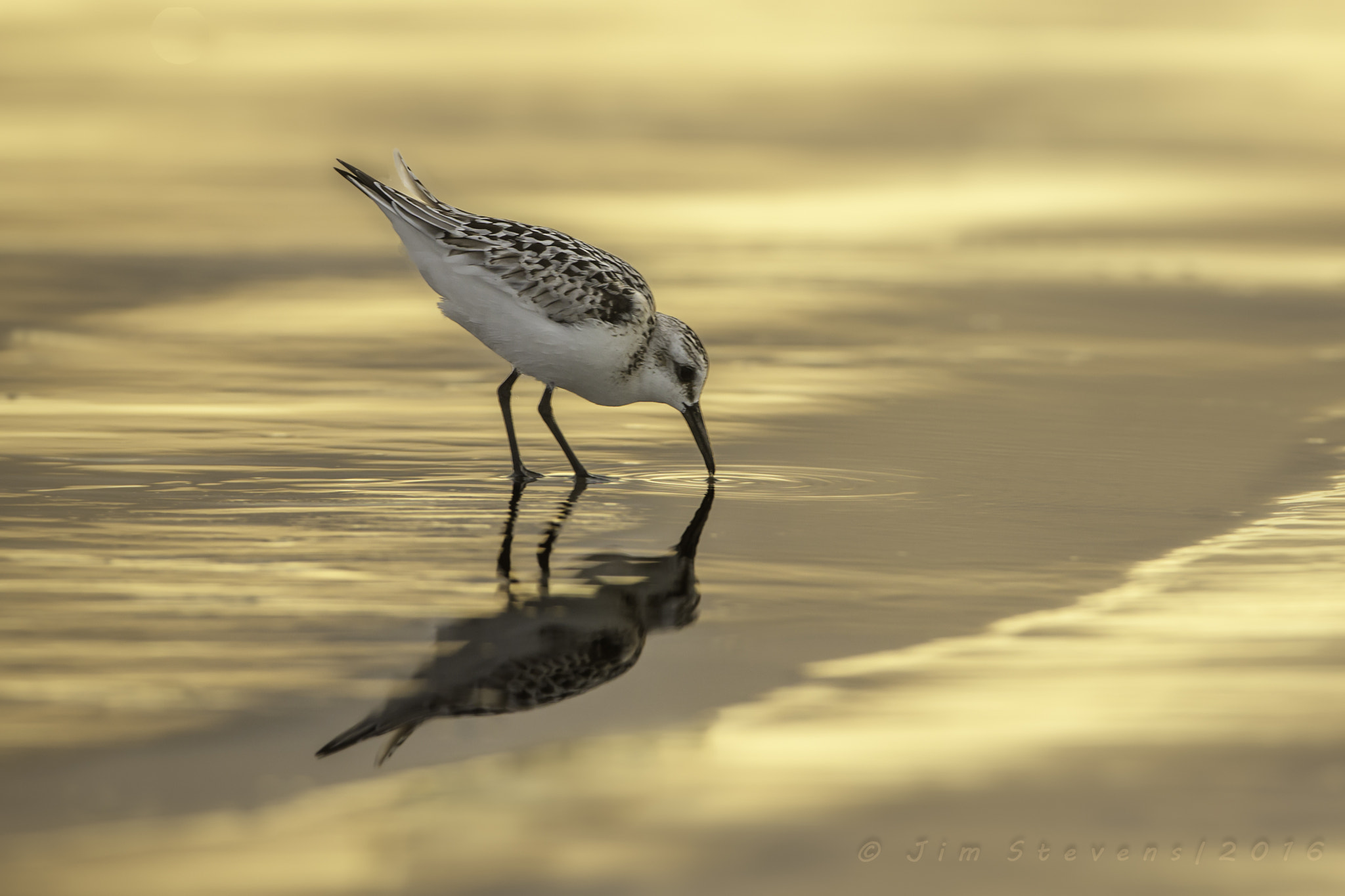 Canon EOS-1D X + Canon EF 600mm f/4L IS sample photo. Drinking liquid gold photography