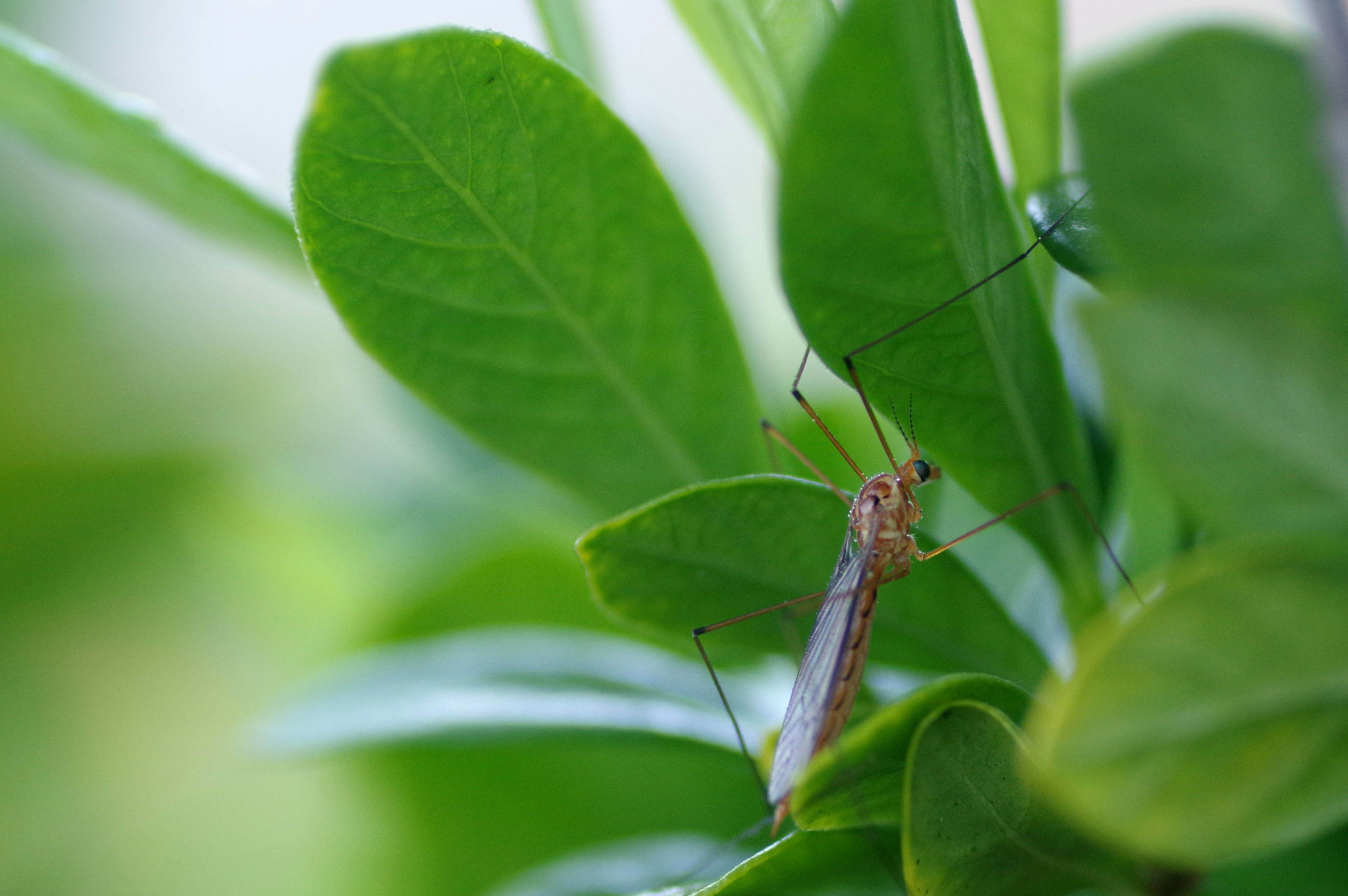 Pentax K-3 sample photo. Mosquito resting on a lemon leaf photography