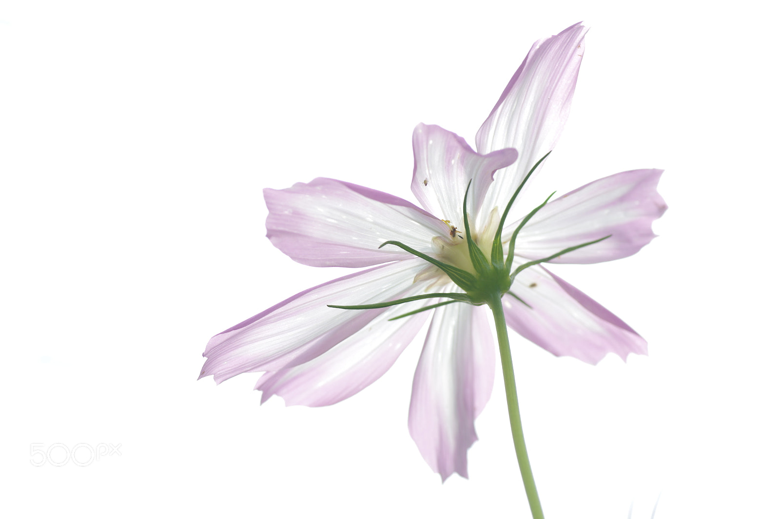 Tamron SP AF 90mm F2.8 Di Macro sample photo. Transparently photography