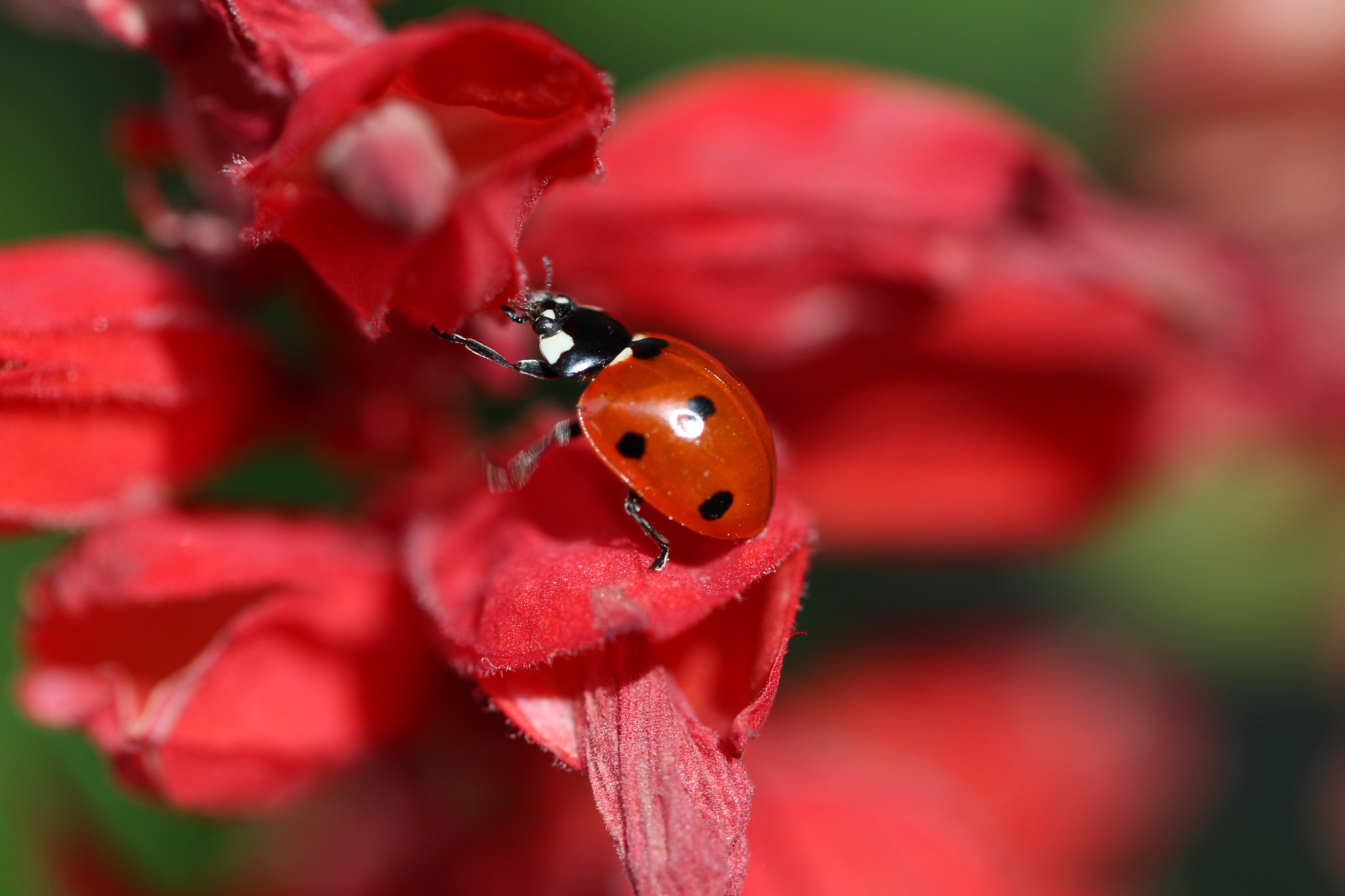 Canon EF 100mm F2.8L Macro IS USM sample photo. Lovely little ladybug photography