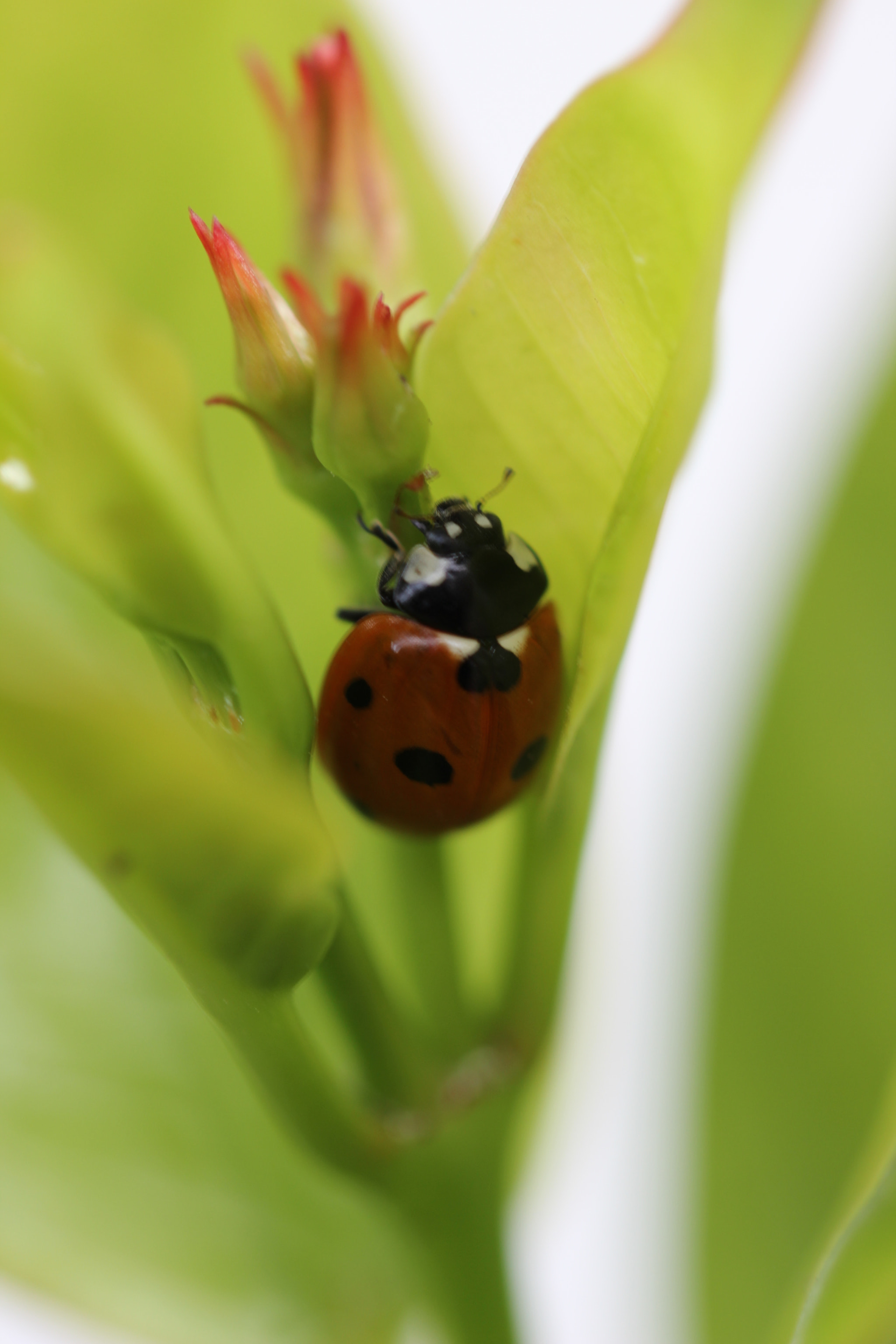 Canon EF 100mm F2.8L Macro IS USM sample photo. Hmmm...what do we have here? photography