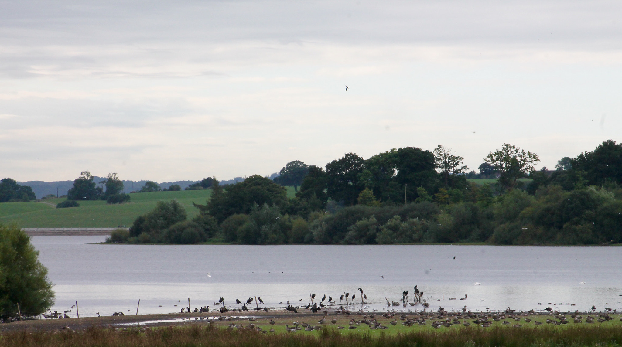 Canon EF75-300mm f/4-5.6 sample photo. Quiet refuge for waterfowl on blithfield  reservoir photography