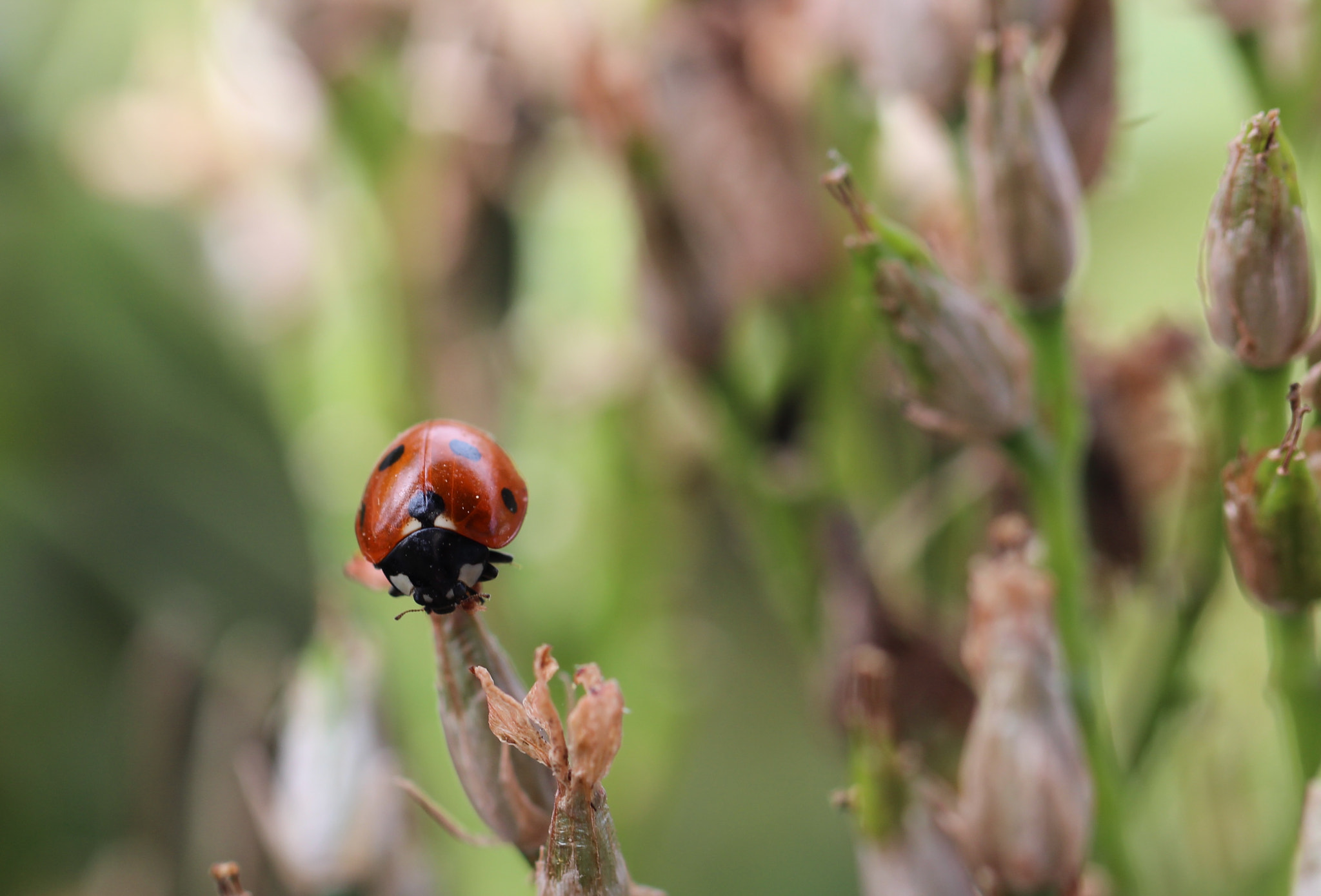 Canon EF 100mm F2.8L Macro IS USM sample photo. Just hanging out photography