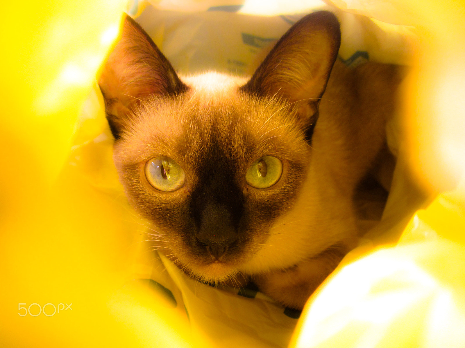 Canon PowerShot A1200 sample photo. Yellow all around photography