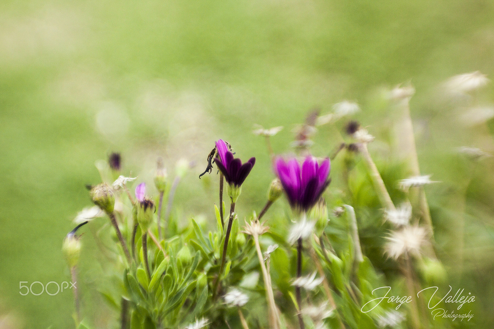 Canon EF 35-80mm f/4-5.6 sample photo. Violetas photography