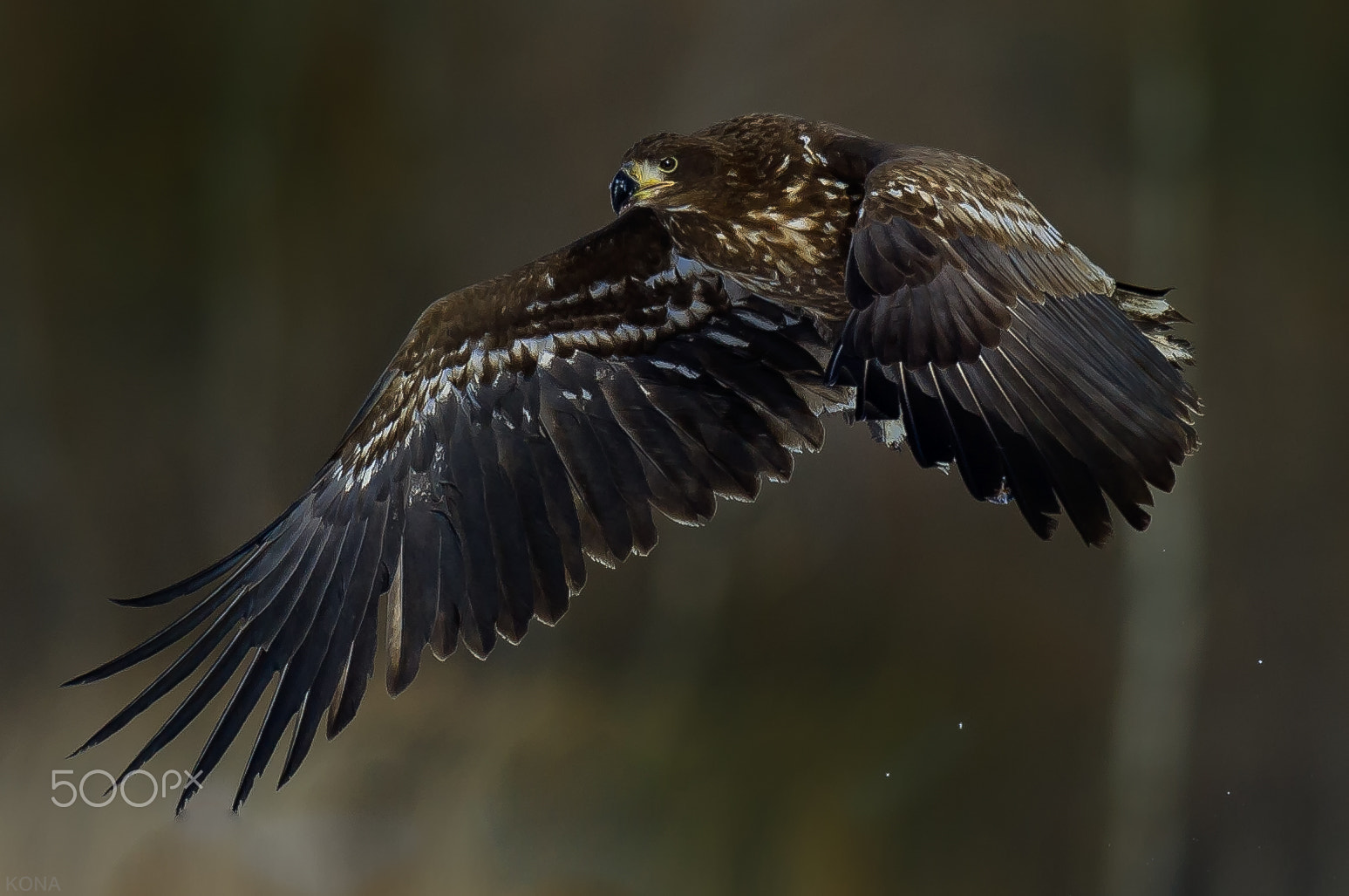 Nikon AF-S Nikkor 400mm F2.8G ED VR II sample photo. Ojiro photography
