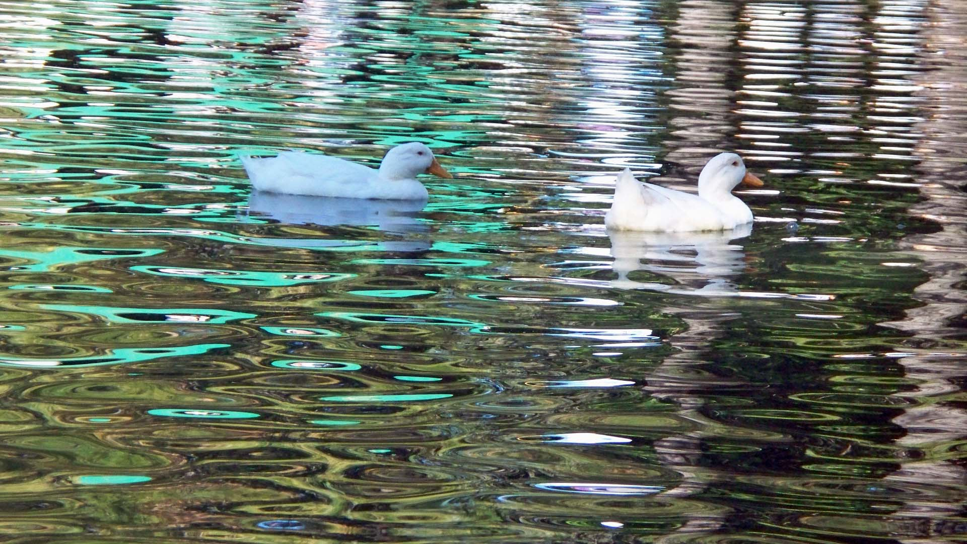 Kodak Z1275 ZOOM DIGITAL CAMERA sample photo. Two white ducks on the water photography