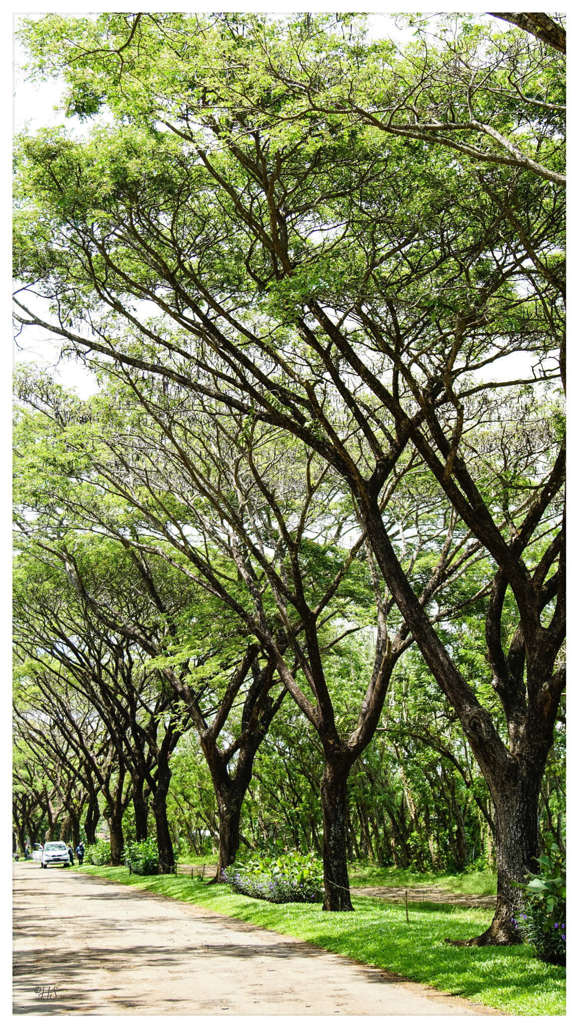 24-105mm F4 G SSM OSS sample photo. Trees photography
