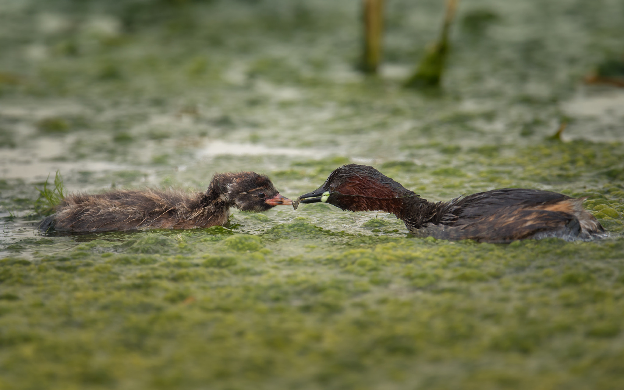 Nikon AF-S Nikkor 600mm F4E FL ED VR sample photo. Little grebe photography