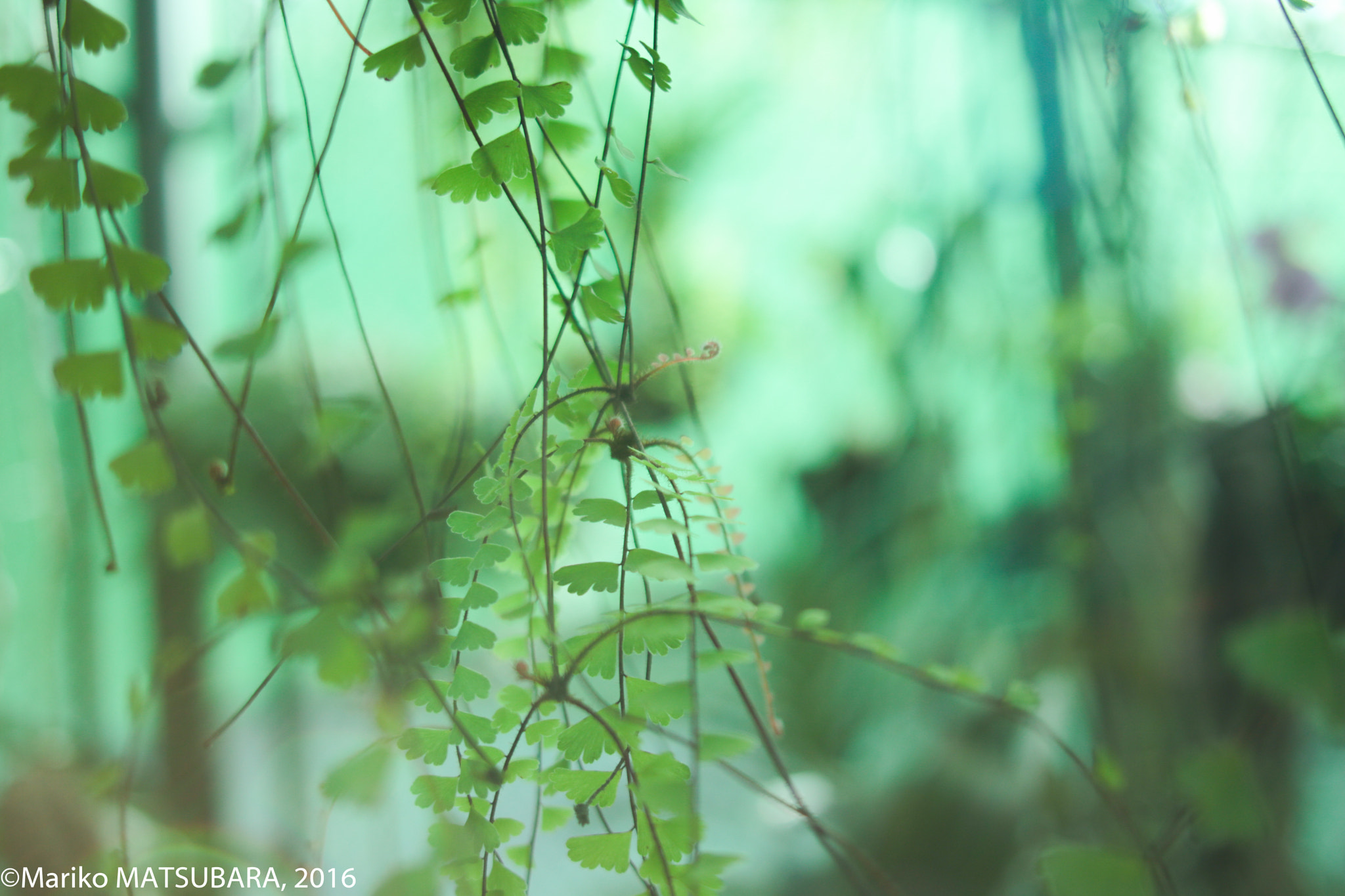 Canon EOS 760D (EOS Rebel T6s / EOS 8000D) + Canon EF 24mm F2.8 sample photo. A vague cool colour photography