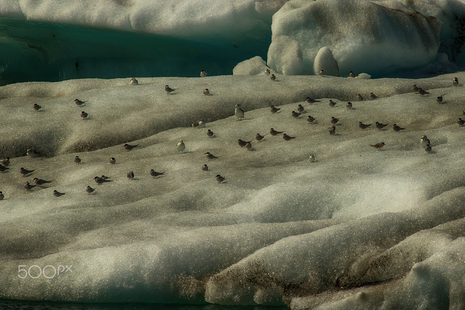 Sigma 70-200mm F2.8 EX DG OS HSM sample photo. Jökulsárlón photography