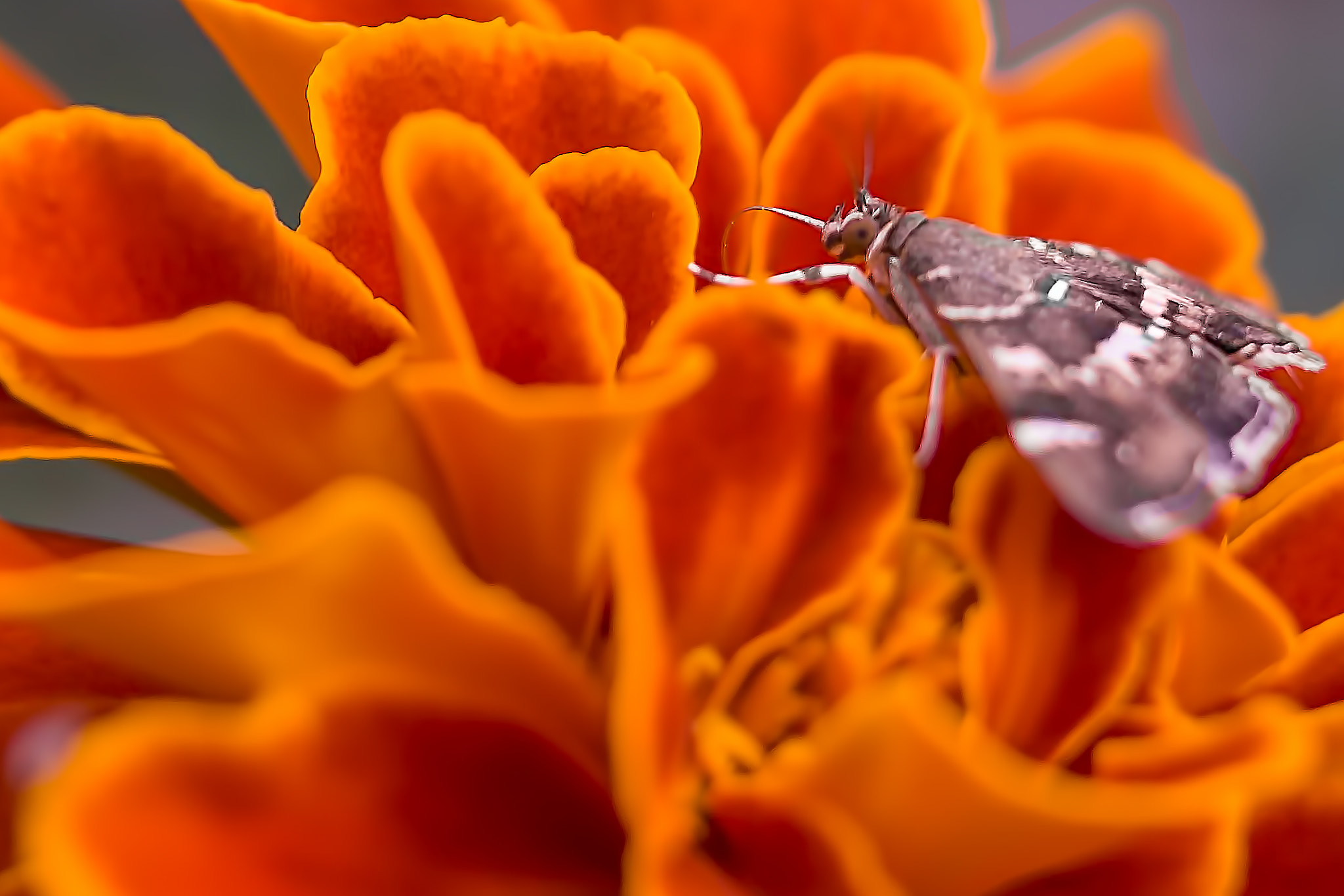Tamron 18-270mm F3.5-6.3 Di II PZD sample photo. It's all about the honey photography