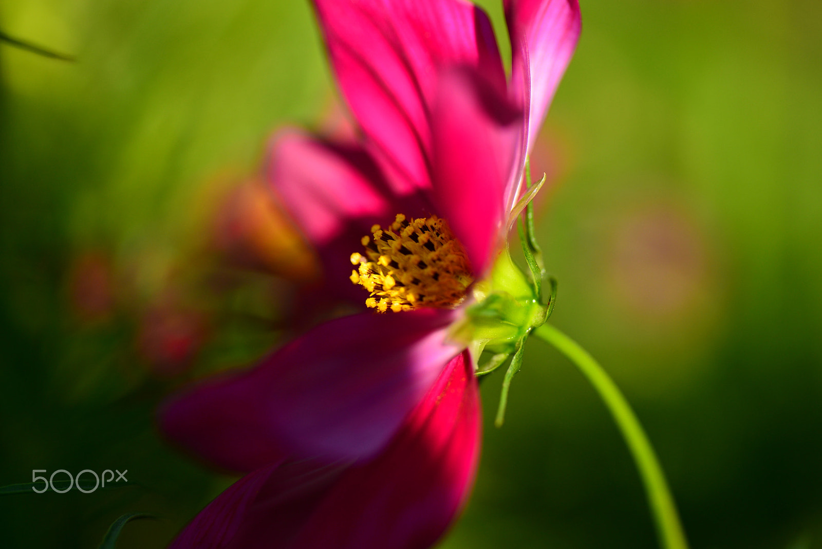 Nikon D600 sample photo. Shakes in a wind. photography