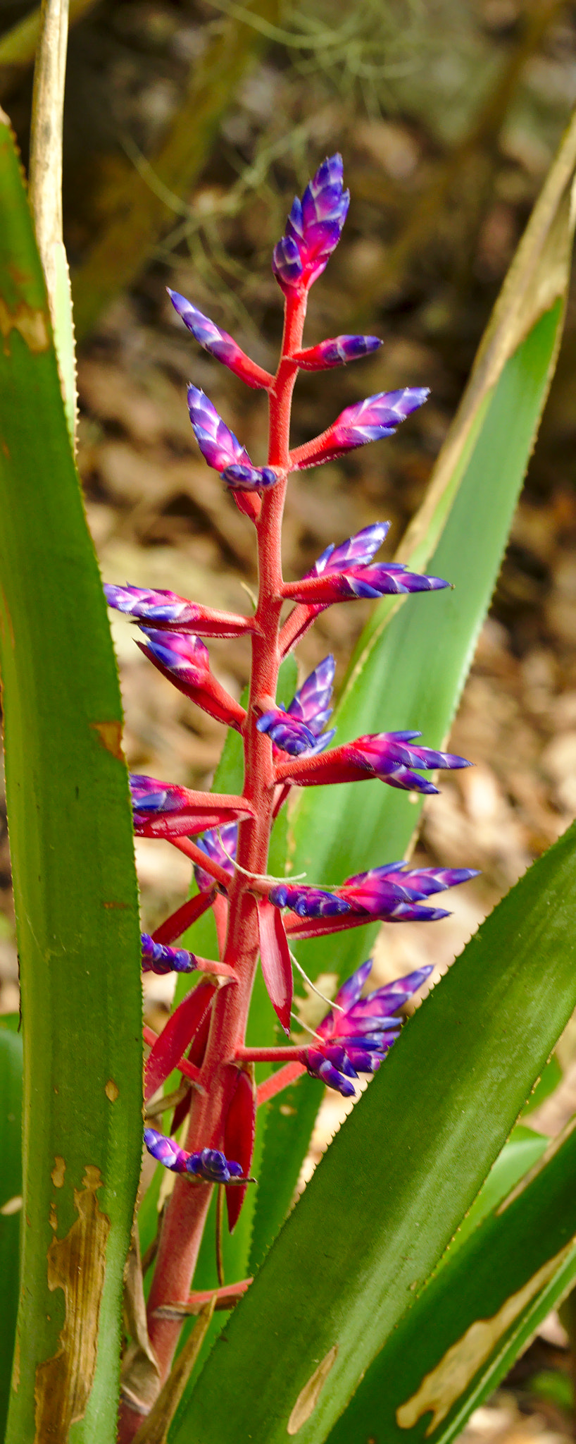 ZEISS Otus 85mm F1.4 sample photo. Blue tango bromeliad photography