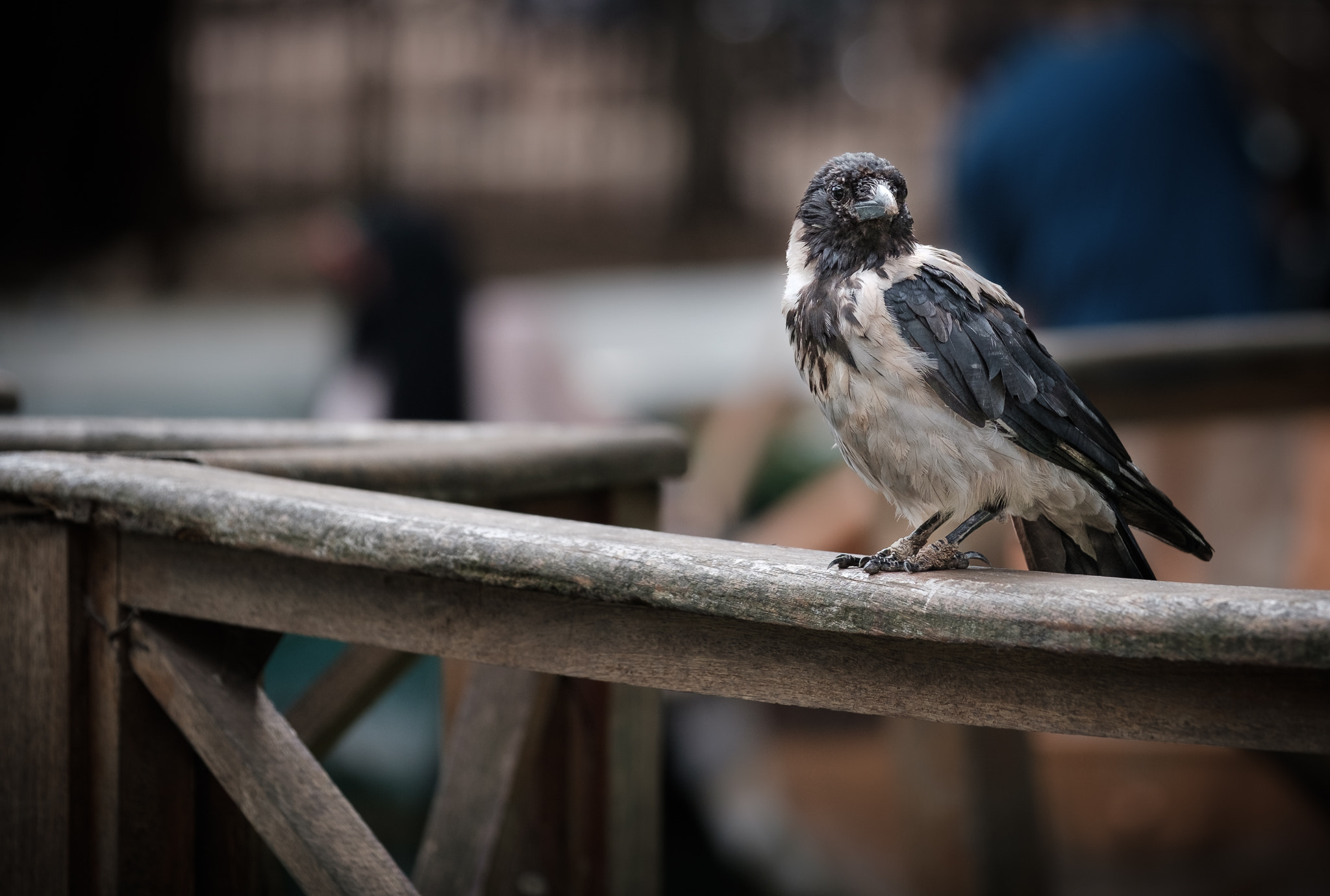 Fujifilm X-Pro2 + Fujifilm XF 50-140mm F2.8 R LM OIS WR sample photo. Bird photography