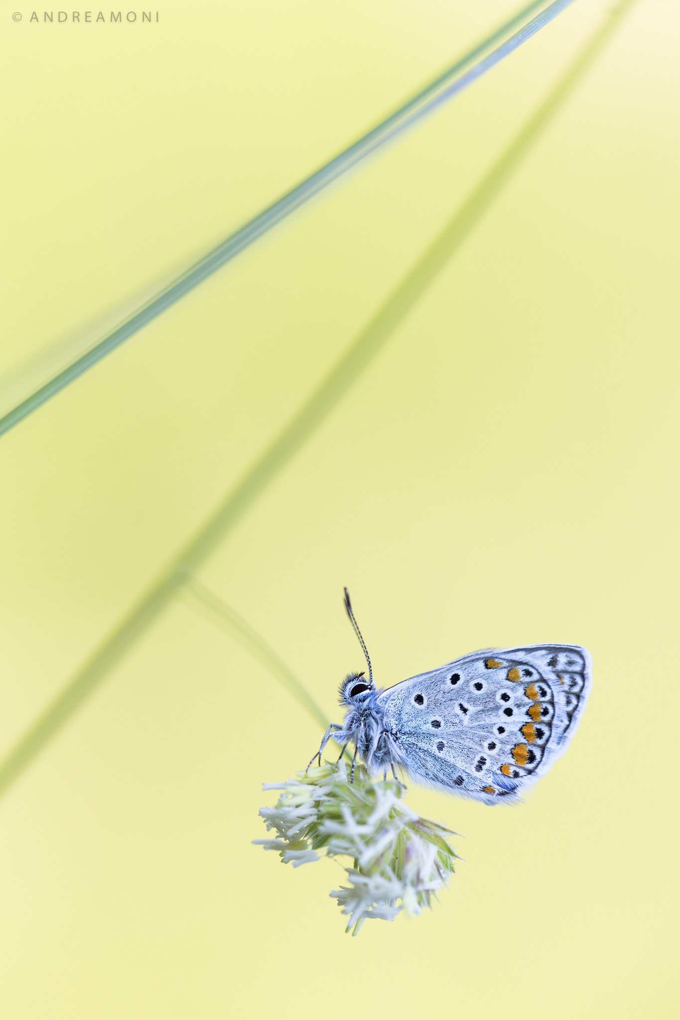 Sigma APO Macro 150mm f/2.8 EX DG HSM sample photo. Butterfly photography