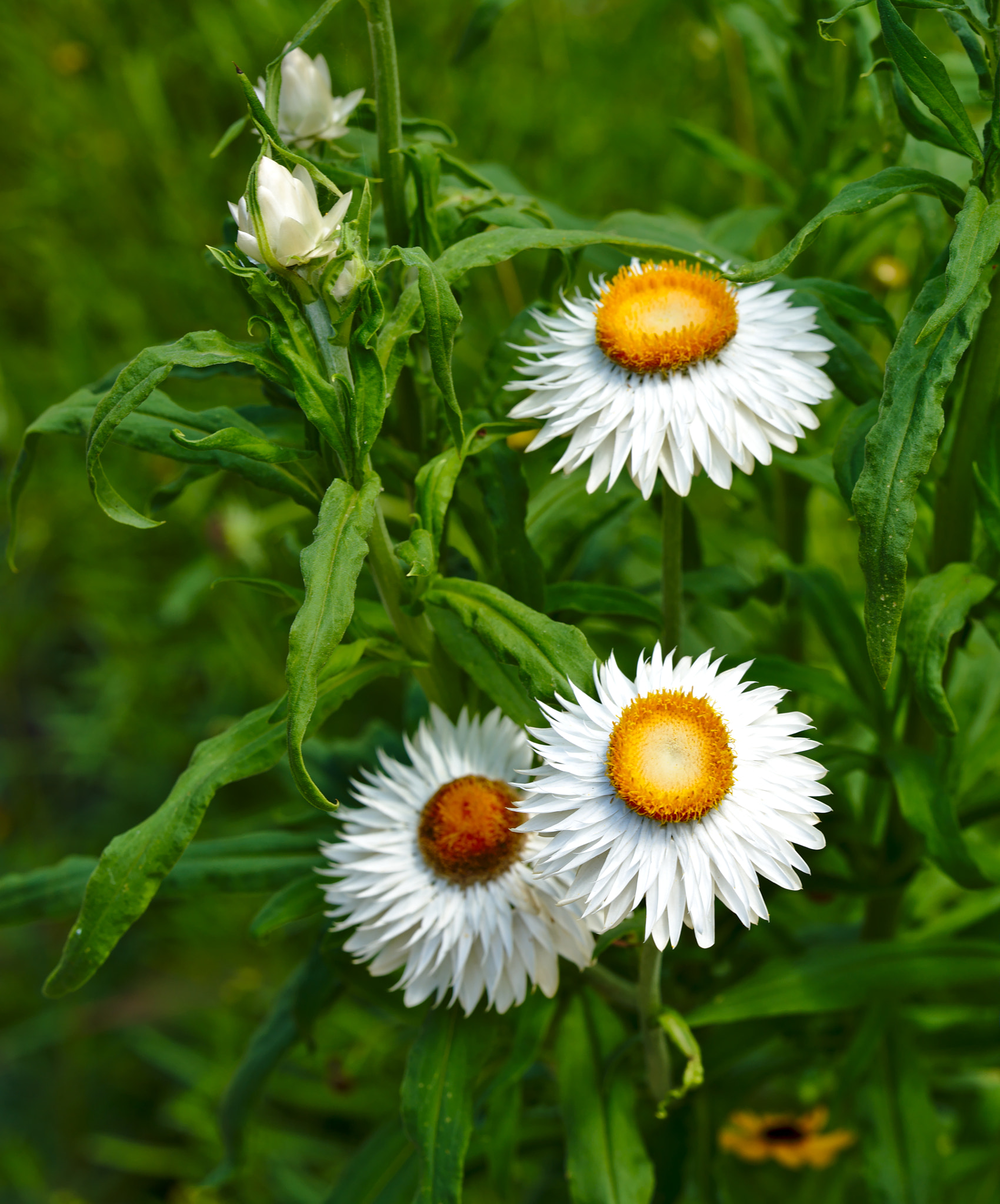 Nikon D810 + ZEISS Otus 85mm F1.4 sample photo. Three daisies photography